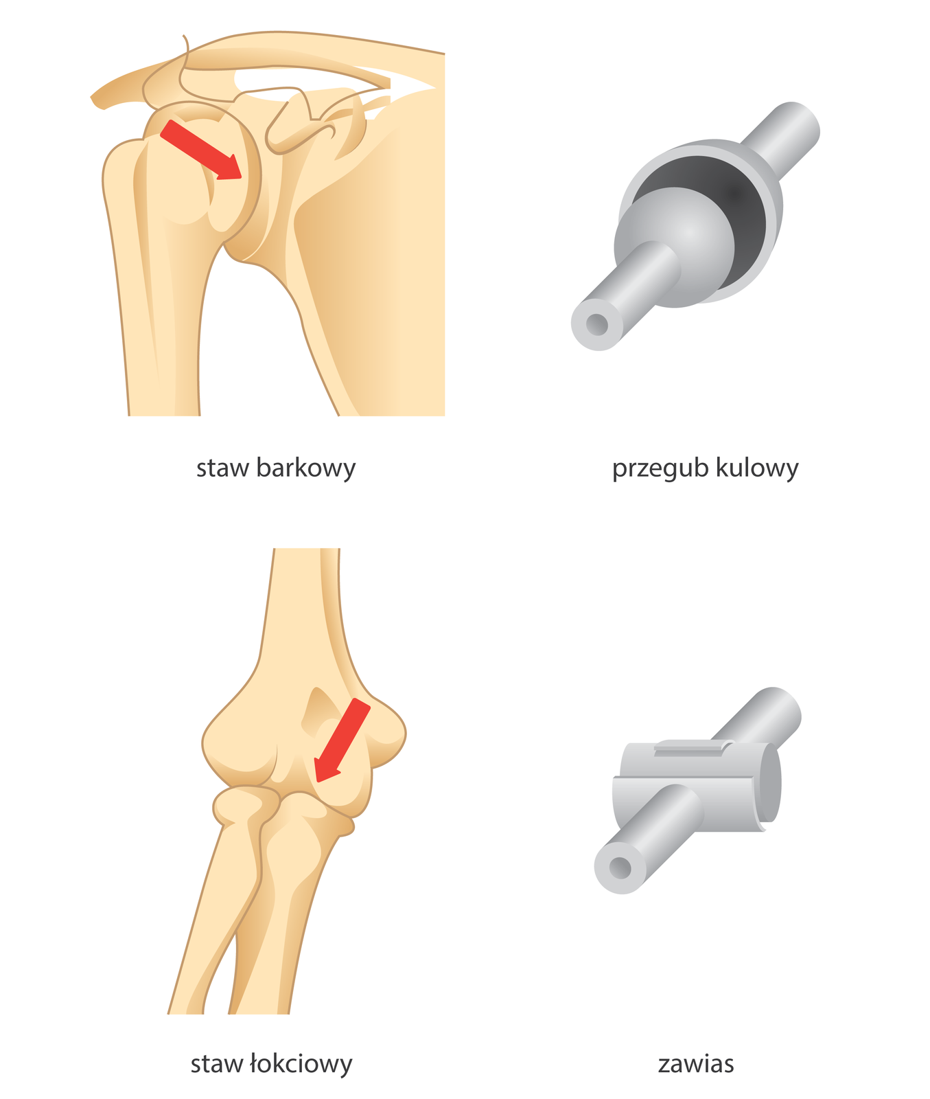 Ilustracja przedstawia stawy człowieka i przypominające je mechanizmy.