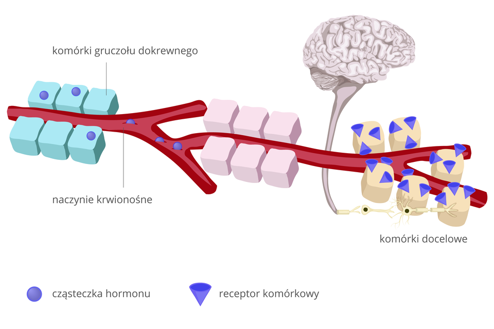 Ilustracja przedstawia przebieg informacji pomiędzy mózgiem a komórkami. Czerwona, gruba, rozgałęziona linia to naczynie krwionośne. Fioletowe kulki oznaczają cząsteczki hormonu, fioletowe stożki to receptory komórkowe. Po lewej stronie ilustracji widać bloki sześciu błękitnych klocków, po trzy z każdej strony czerwonego naczynia krwionośnego. To komórki gruczołu dokrewnego. Znajdują się w nich cząsteczki hormonu, uwalniane do krwi. Wędrują z nią dalej. Sześciany w kolorze bladoróżowym to komórki ciała. Ostatnie trzy pary komórek mają widoczne fioletowe receptory komórkowe. Służą one do wyłapywania cząsteczek hormonu. Na dole komórek, po lewej stronie dwa białe, rozgałęzione kształty z wyraźnym czarnym jądrem to neurony. Łączą się one z rdzeniem kręgowym. Tędy przewodzone są impulsy do i z mózgu (szarej, pofałdowanej półkuli).