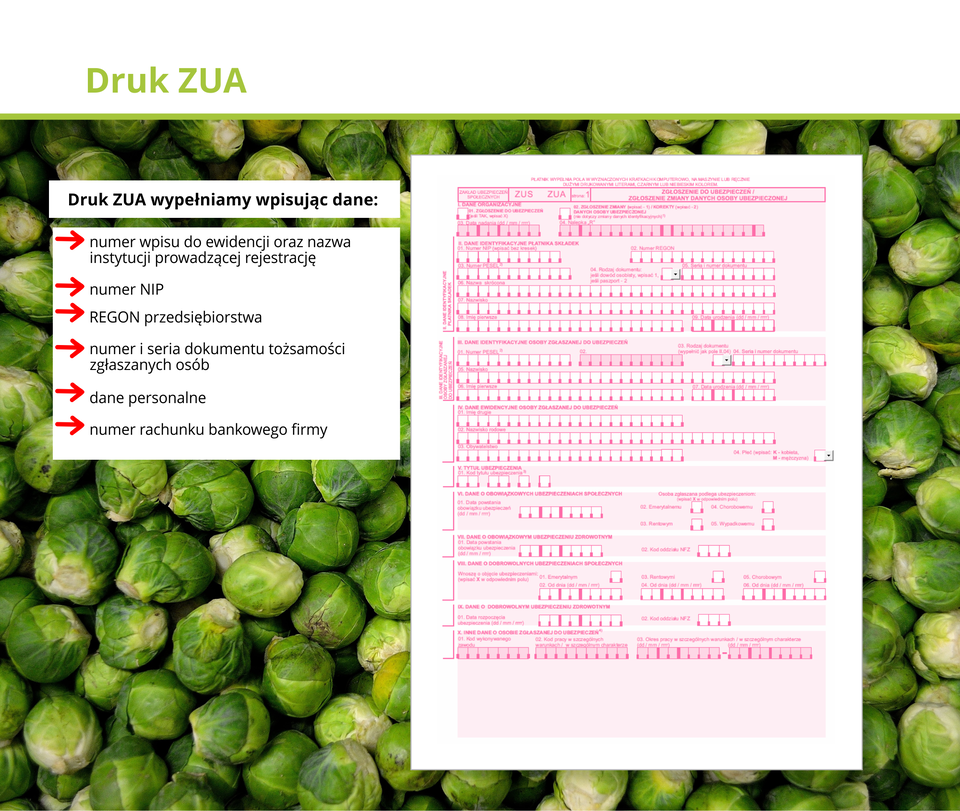 Ilustracja przedstawia druk ZUA.