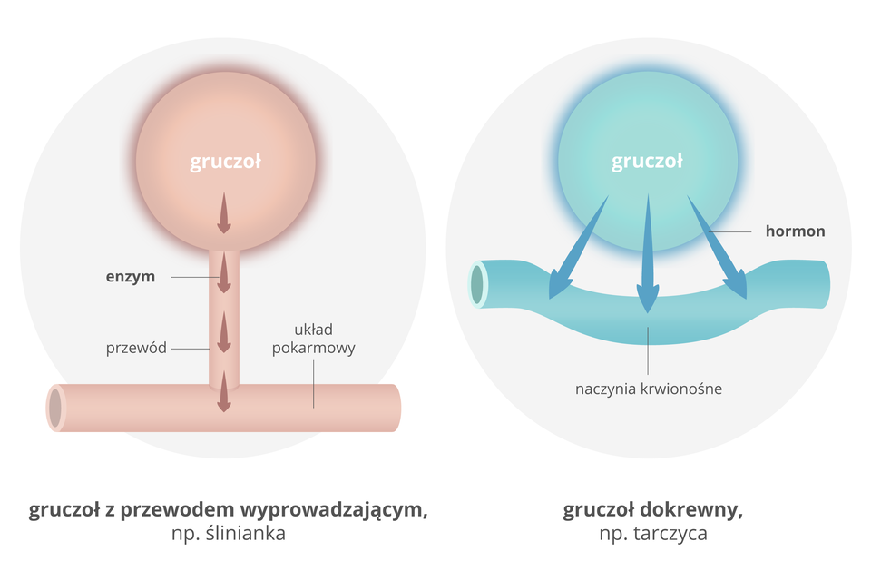 Galeria przedstawia ilustracje przedstawiające działania gruczołów. Ilustracja przedstawia porównanie gruczołu trawiennego i wewnątrzwydzielniczego. Po lewej stronie, na szarym tle, przedstawiono różowy kulisty gruczoł trawienny. Wydziela on enzymy: ciemnoróżowe strzałki biegnące przewodem w dół. Przewód łączy się z poziomą, różową rurą układu pokarmowego. Taki działający gruczoł to na przykład ślinianka. Po prawej schemat działania gruczołu wewnątrzwydzielniczego. Niebieska kulka na szarym tle to gruczoł. Trzy niebieskie strzałki to hormony. Prowadzą one do wygiętej, niebieskiej rurki naczynia krwionośnego. Taki gruczoł to na przykład tarczyca.