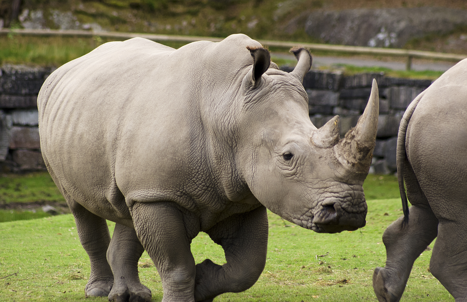Fotografia przedstawiająca nosorożce białe na wybiegu w Nowym Zoo w Poznaniu