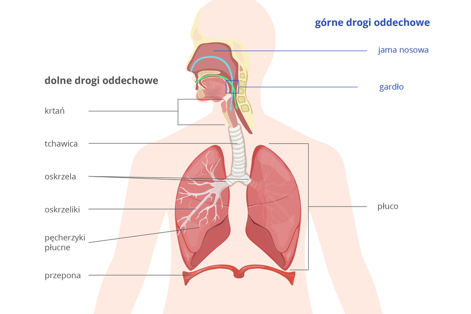 Ilustracja przedstawia sylwetkę torsu człowieka z wrysowanymi ciemnoróżowymi narządami układu oddechowego. Na niebiesko po prawej podpisano górne drogi oddechowe: jamę nosową i gardło. Klamerka poniżej obejmuje płuco. Po lewej podpisy dolnych dróg oddechowych: krtań, tchawica, oskrzela, oskrzeliki, pęcherzyki płucne. Do układu oddechowego zalicza się też mięsień przepona.