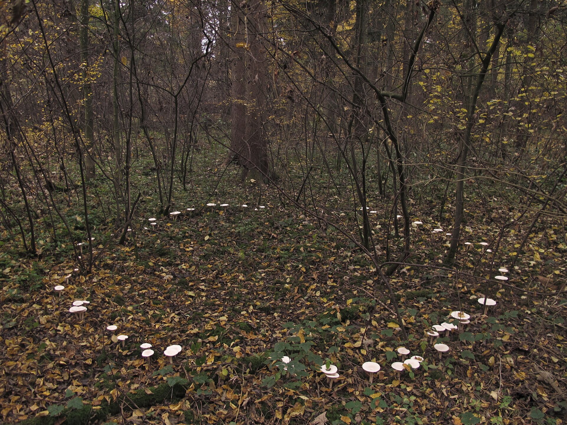 Fotografia przedstawia wnętrze lasu. Rosną tu nieliczne krzewy o cienkich gałązkach i większe drzewa. Na dnie lasu, między krzewami rosną białe grzyby w formie okręgu. To tak zwany czarci krąg.