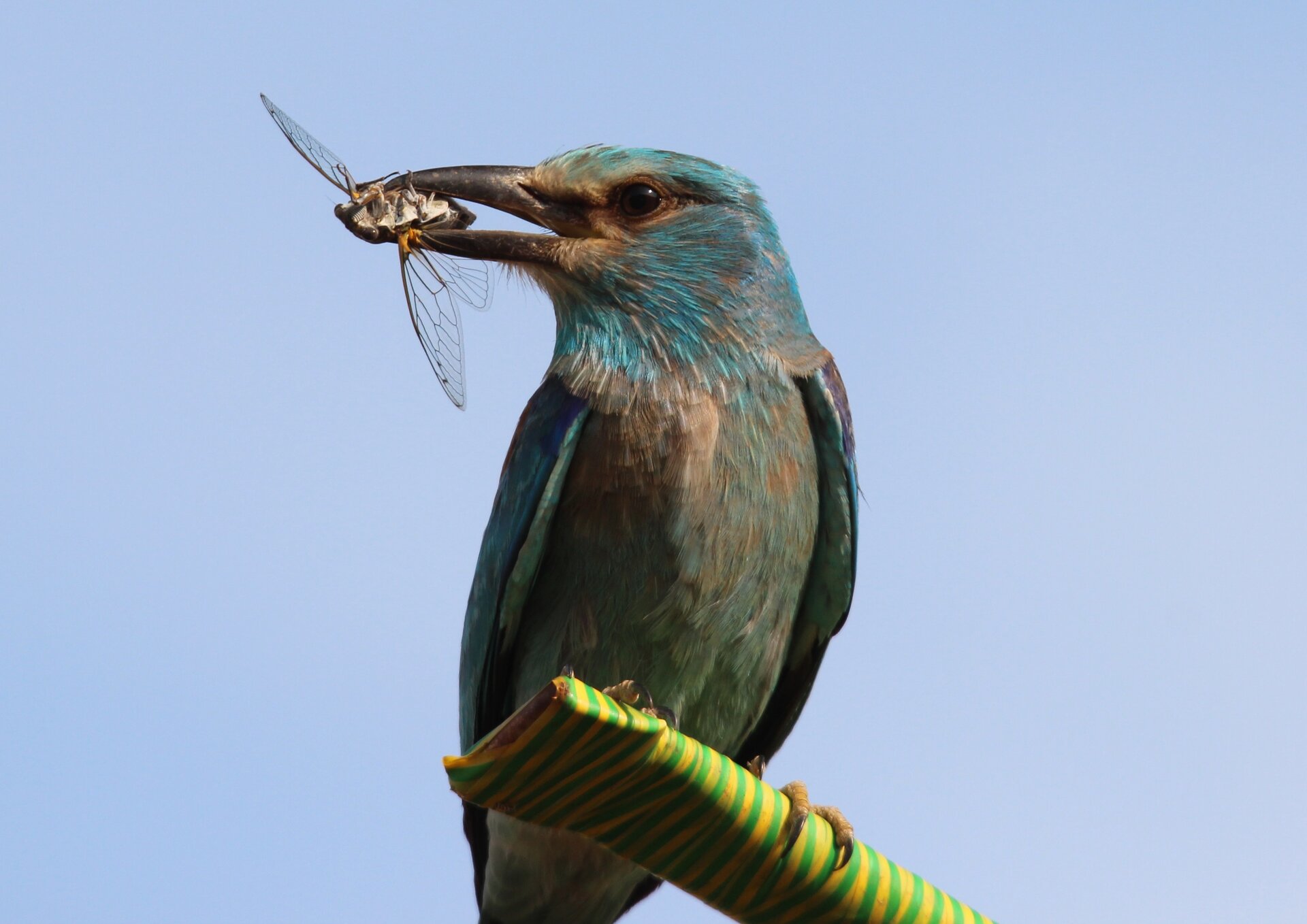 Fotografia przedstawia w zbliżeniu ptaka o niebieskawym, mieniącym się upierzeniu. To kraska. Ptak trzyma w dziobie złowionego owada. Siedzi na owiniętej pasiastą taśmą deseczce.