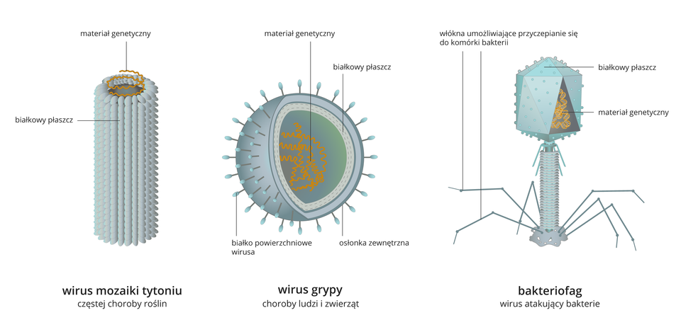Ilustracja trzecia składa się z trzech schematów przedstawiających budowę trzech wybranych wirusów. Pierwszy wirus po lewej stronie, to wirus mozaiki tytoniu. Wirus tworzy struktura w formie walca, utworzona przez małe, gęsto przylegające do siebie elementy przypominające ziarna na kolbie kukurydzy. Jest to płaszcz białkowy. Wewnątrz spłaszcza znajduje się skręcony spiralnie wąski pasek. Jest to materiał genetyczny. Poniżej informacja: wirus mozaiki tytoniu częstej choroby roślin.Drugi schemat po środku ilustracji to wirus grypy, który ma kształt kuli. Zewnętrzną warstwę kuli tworzą dwie przylegające warstwy. Zewnętrzna to osłonka zewnętrzna. Na powierzchni osłonki rozmieszczone są krótkie wypustki z małymi owalnymi zakończeniami. Są to białka powierzchniowe wirusa. Druga przylegająca do niej warstwa, to białkowy płaszcz. Wnętrze kuli wypełnia spieralnie skręcony materiał genetyczny. Spiralne żółte linie nakładają się jedna na drugą. Poniżej informacja: wirus grypy, choroby ludzi i zwierząt.Trzeci schemat przedstawia wirusa – bakteriofaga. Bakteriofag to struktura składająca się z krótkiej rurki, która jest oparta na sześciu bardzo cienkich odnogach. Rurka w górnej części zakończona jest elementem w kształcie wielościanu. Jego zewnętrzna powierzchni pokryta jest zaokrąglonymi wypustkami. Wirus oparty jest na sześciu wypustkach. Są to włókna umożliwiające przyczepienie się do komórki bakterii. Górna część bakteriofaga to płaszcz białkowy. Wewnątrz znajduje się materiał genetyczny w kształcie skręconej spiralnie żółtej linii. Poniżej informacja: bakteriofag wirus atakujący bakterie.