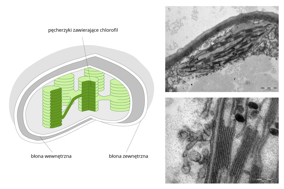 Ilustracja przedstwiająca schemat chloroplastu po lewej stronie ilustracji oraz obrazy submikroskopowe cholorplastu po prawej stronie ilustracji