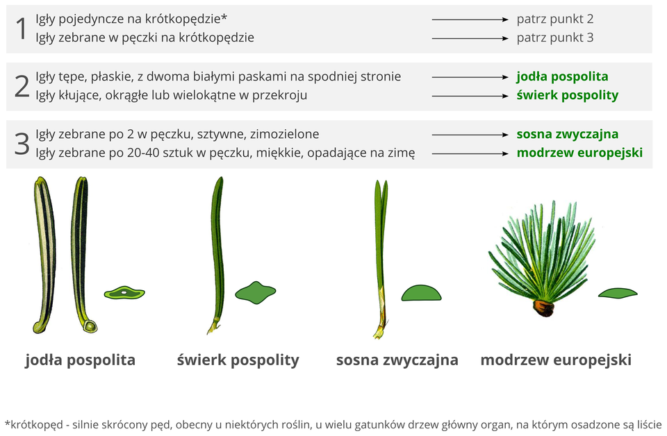 Cztery ilustracje przedstawiają igły drzew iglastych. Ilustracje igieł ułożone w rzędzie. Pierwsza po lewej to igła jodły pospolitej. Dwie zielone igły w pionie. Długie, zaokrąglone na końcu. Dwa białe równoległe pionowe pasy wzdłuż igieł. Obok przekrój poprzeczny przez igłę. Świadczy o tym, że igła jest płaska. Druga ilustracja na prawo to pojedyncza igła świerku pospolitego. Igła ostro zakończona. Lśniąco zielona. Obok przekrój poprzeczny o kształcie rombu. Świadczy o tym, że igła jest graniasta. Trzecia ilustracja dwie igły sosny zwyczajnej. Wyrastają z jednego pęku. Igły zielone, ostro zakończone. Obok przekrój poprzeczny przez igłę o kształcie półkola. Świadczy o tym, że igła jest z jednej strony płaska, a z drugiej wypukła. Czwarty rysunek to igły modrzewia europejskiego. Zielone krótkie igły zebrane w pęk. W pęku około trzydzieści lub czterdzieści sztuk. Przekrój obok świadczy, że igły są płaskie.