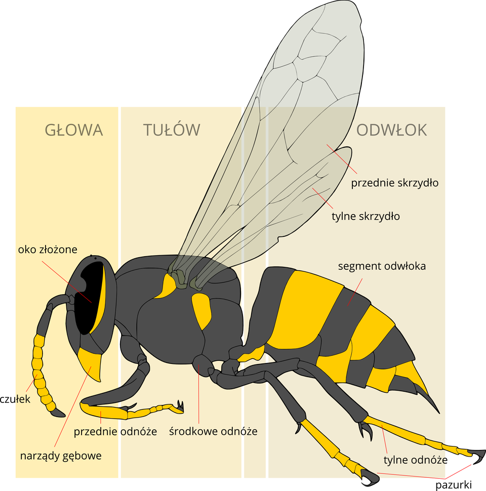 Ilustracja przedstawia schematycznie szaro – żółte ciało owada z głową w lewo. Pionowe kolorowe prostokąty tła wyznaczają części: głowę, tułów i odwłok. Na głowie czarne duże oko złożone. Pod nim żółte, trójkątne narządy gębowe. Z przodu czułek z żółtymi segmentami. Z tułowia do góry wyrastają półprzezroczyste skrzydła: przednie i tylne. Z tułowia w dół wyrastają 3 odnóża z pazurkami na końcach. Odwłok segmentowany, spiczasto zakończony.