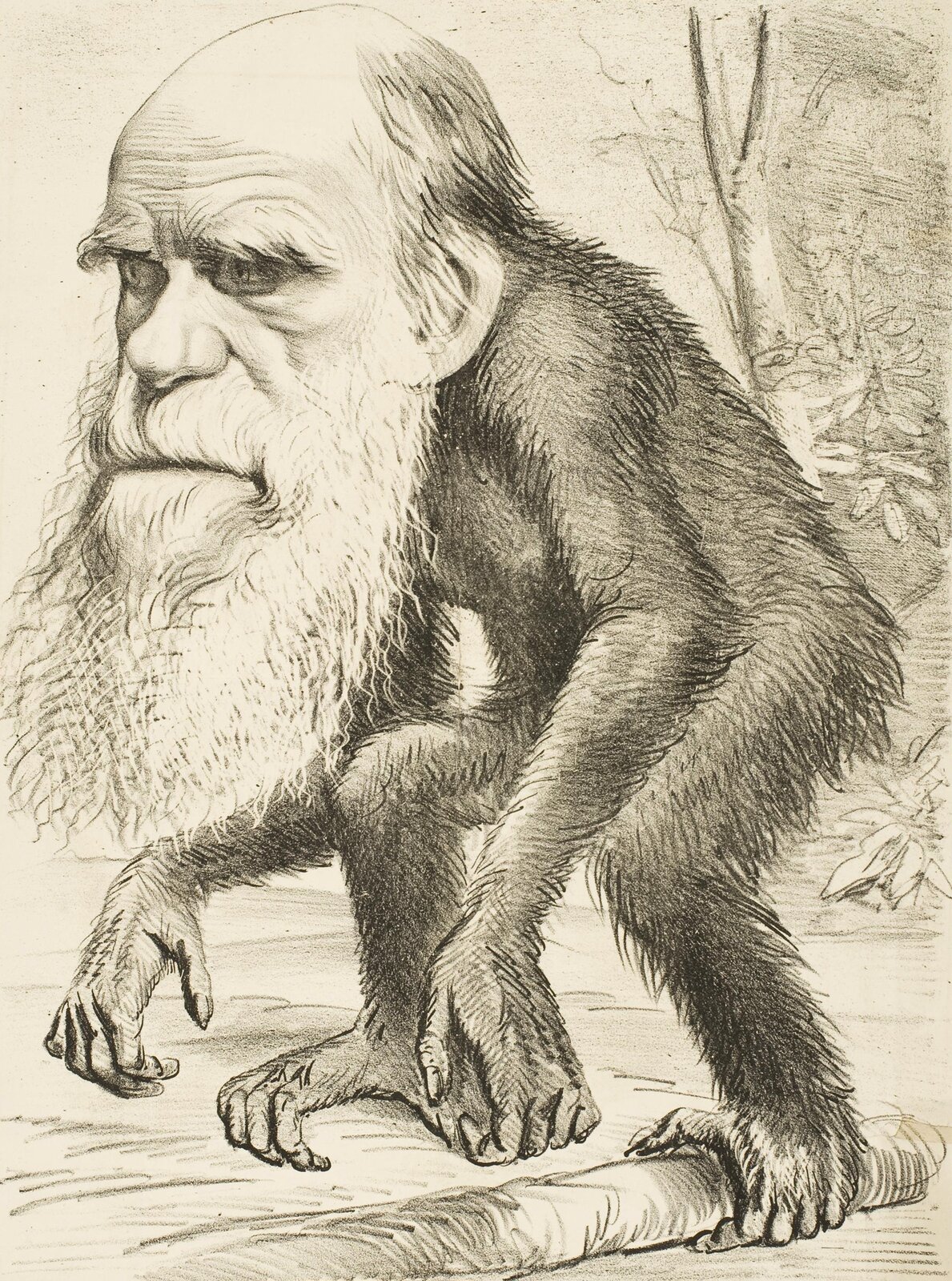 Karol Darwin (1809–1882) – karykatura Karol Darwin (1809–1882) – karykatura Źródło: domena publiczna.