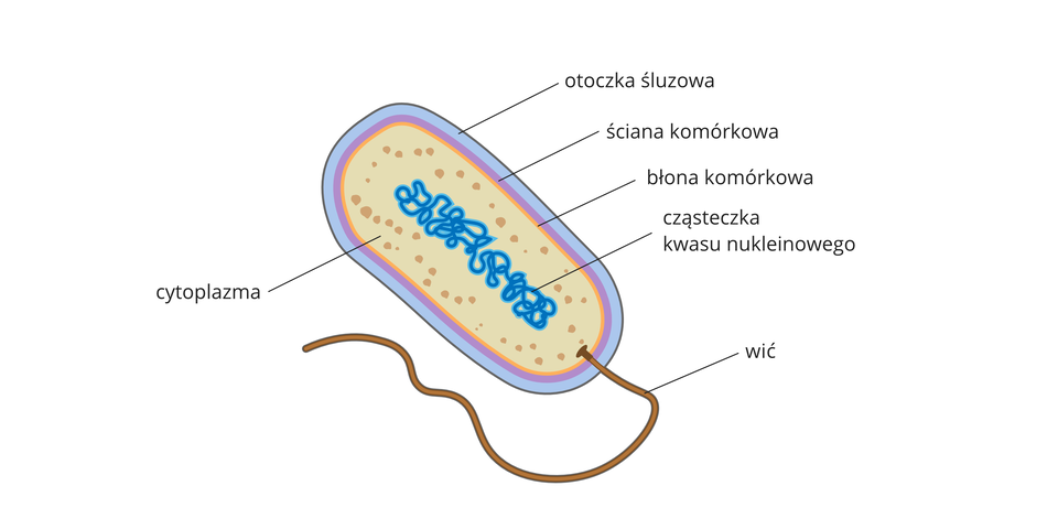 Ilustracja przedstawia komórkę bakterii, która ma owalny kształt i brązowy „ogonek”, czyli wić. Części komórki bakterii oznaczono różnymi kolorami. Od zewnątrz błękitna otoczka śluzowa, pod nią liliowa ściana komórkowa i pomarańczowa błona komórkowa. Cytoplazmę we wnętrzu komórki ukazano w kolorze beżowym z ciemniejszymi grudkami. W środku komórki przedstawiono cząsteczkę kwasu nukleinowego w postaci splątanej nici w kolorze szafirowym.