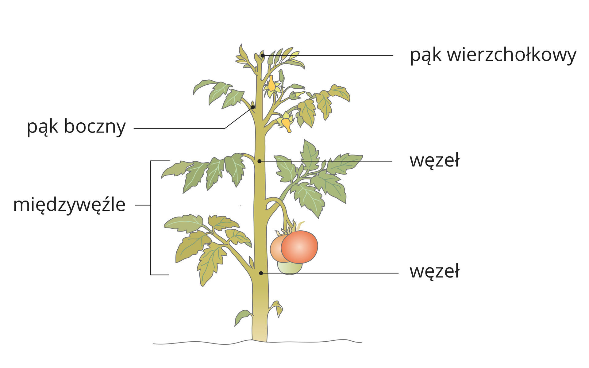 Ilustracja przedstawia pęd pomidora z liśćmi, żółtymi kwiatami i czerwonym owocem. Na łodydze zaznaczono jej części.