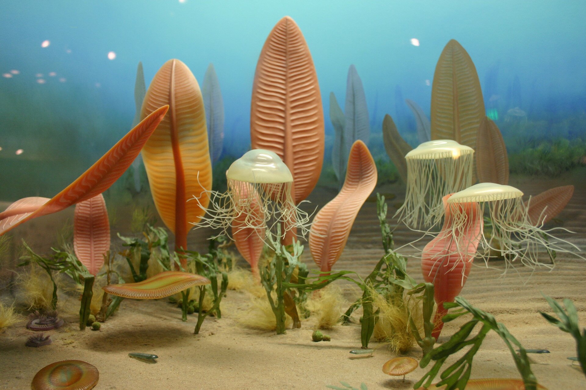 Tajemnicze organizmy z Ediacara
