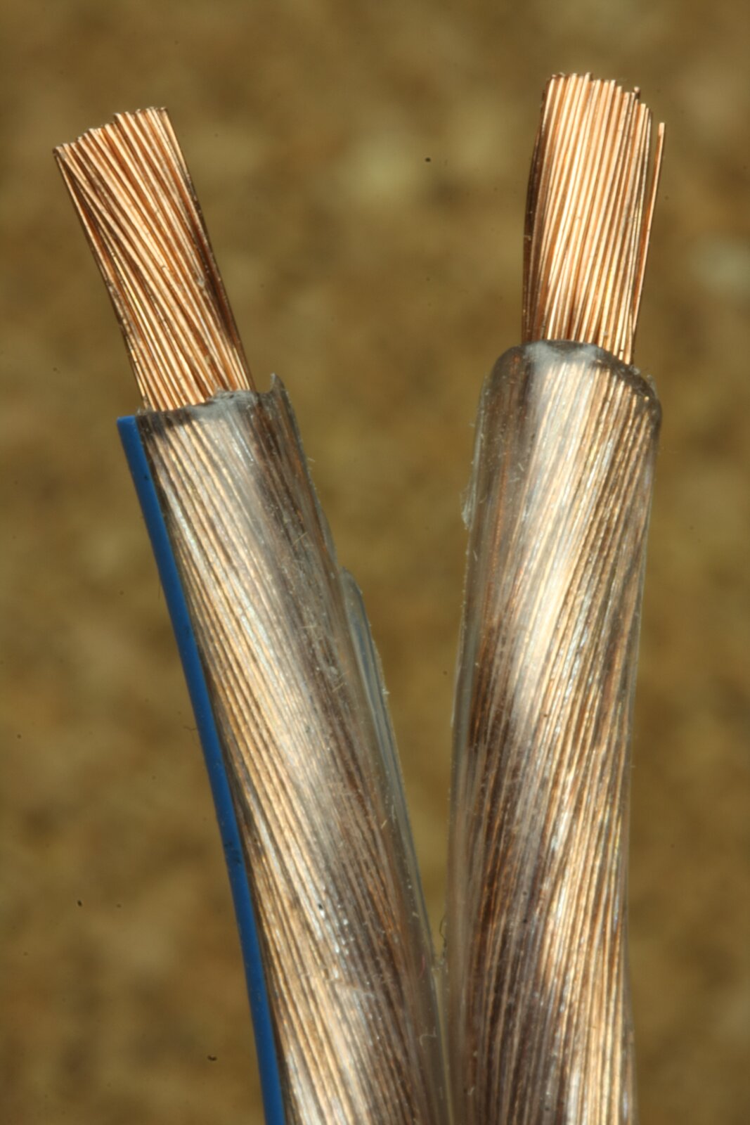 Fotografia przedstawia przecięty kabel. Wewnątrz przezroczystej osłony kabla umieszczone są cienkie druciki będące przewodnikami.