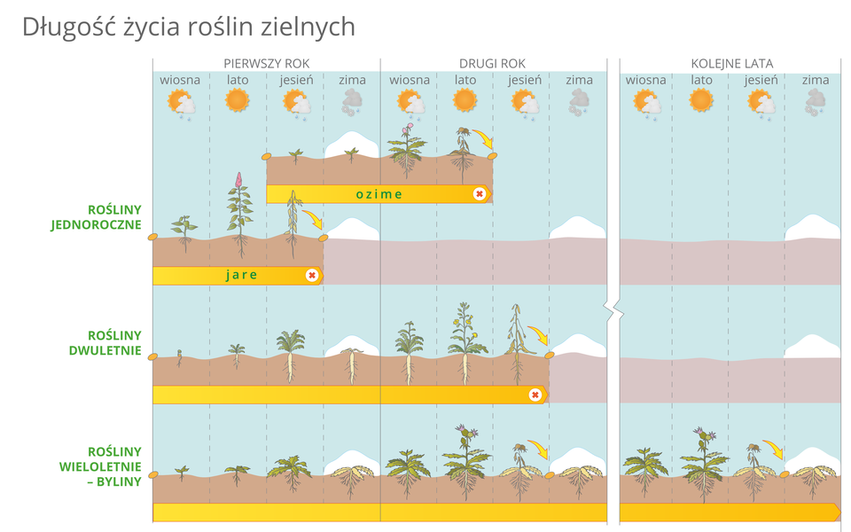 Ilustracja przedstawia różną długość życia roślin zielnych w formie kolorowego diagramu. W błękitnych kolumnach u góry symbolizowane są pory roku w kolejnych latach. Brązowo – pomarańczowe paski oznaczają cykl życiowy roślin, dłuższy lub krótszy. Z lewej od góry na zielono podpisano najpierw rośliny jednoroczne, które na diagramie mają dwa warianty: ozime i jare. Niżej znajduje się pasek roślin dwuletnich. Najniżej przedstawiono cykl życiowy roślin wieloletnich (bylin).