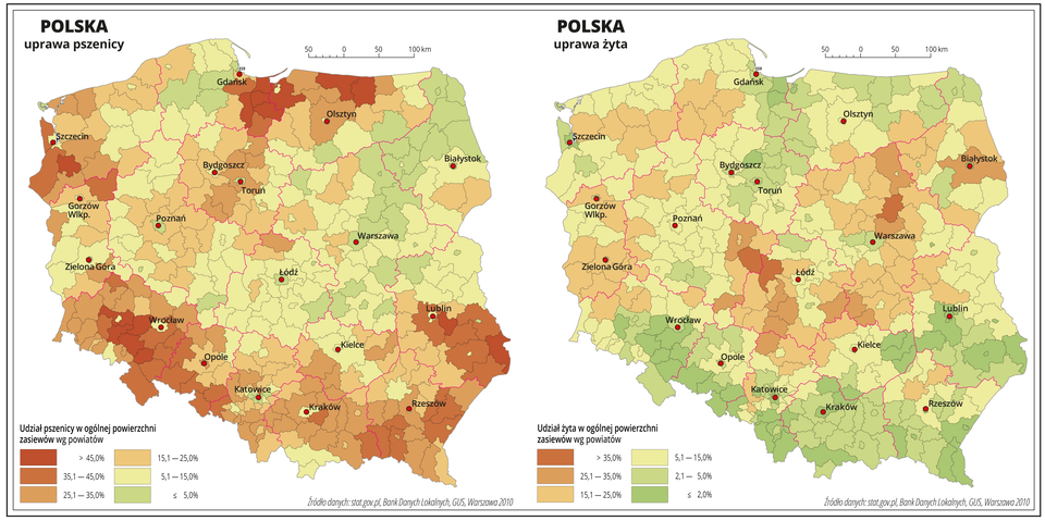 Ilustracja przedstawia dwie mapy Polski, na których pokazano udział pszenicy i żyta w ogólnej powierzchni zasiewów według powiatów. Na mapie czerwonymi liniami oznaczono granice województw, a czarnymi granice powiatów, czerwonymi kropkami oznaczono miasta wojewódzkie i je opisano. Uprawa pszenicy. Kolorem czerwonym oznaczono obszary, w których uprawa pszenicy przekracza czterdzieści pięć procent ogólnej powierzchni zasiewów. Obejmują one powiaty w województwie dolnośląskim, lubelskim, pomorskim i warmińsko-mazurskim. Bezpośrednio do tych powiatów przylegają obszary o równie dużym odsetku pszenicy w ogólnej powierzchni zasiewów, wynoszącym powyżej dwudziestu pięciu procent. Kolorem żółtym oznaczono obszary, na których udział pszenicy w ogólnej powierzchni zasiewów wynosi od pięciu do piętnastu procent i obejmuje on przeważającą część mapy – centralną Polskę. Kolorem zielonym oznaczono obszary, na których uprawa pszenicy nie przekracza pięciu procent ogólnej powierzchni zasiewów i występują one w województwie mazowieckim, podlaskim i pomorskim. Poniżej mapy opisano kolory użyte na mapie. Uprawa żyta. Odcieniami koloru zielonego i żółtego oznaczono obszary, w których udział żyta w ogólnej powierzchni zasiewów wynosi poniżej piętnastu procent. Obejmują one większą powierzchnię mapy. Najniższe wartości są na południu Polski, w województwie dolnośląskim, na obszarach górskich, na Wyżynie Lubelskiej oraz w województwie kujawsko-pomorskim, pomorskim i warmińsko-mazurskim. Powiaty w których udział żyta w ogólnej powierzchni zasiewów przekracza piętnaście procent oznaczono odcieniami koloru pomarańczowego i występują one w województwach łódzkim, mazowieckim, podlaskim, lubuskim, zachodniopomorskim i pomorskim. Poniżej mapy opisano kolory użyte na mapie.