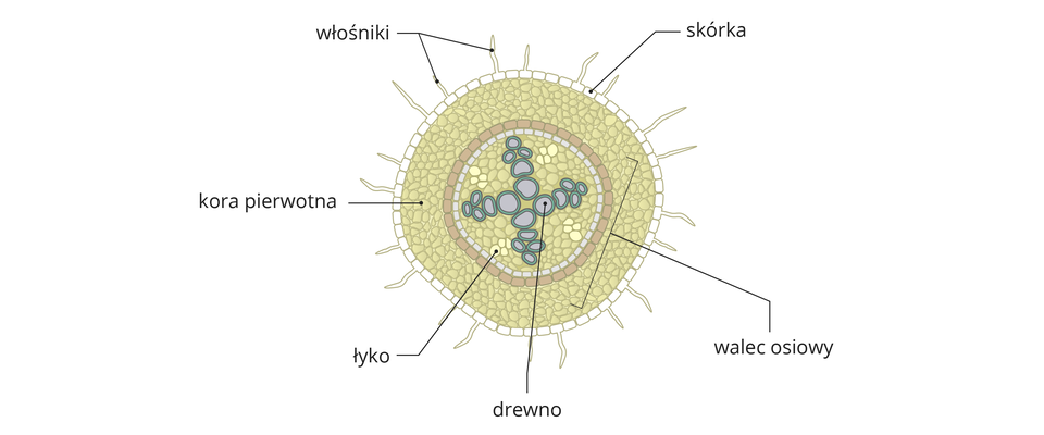 Ilustracja przedstawia wiele różnobarwnych komórek, ułożonych koliście. Na zewnątrz są białe komórki skórki. Niektóre z nich są wydłużone – to włośniki. Pod nimi znajdują się beżowe komórki miękiszowe, czyli kora pierwotna. W centrum znajdują się jaśniejsze komórki łyka i większe, niebieskie komórki drewna.