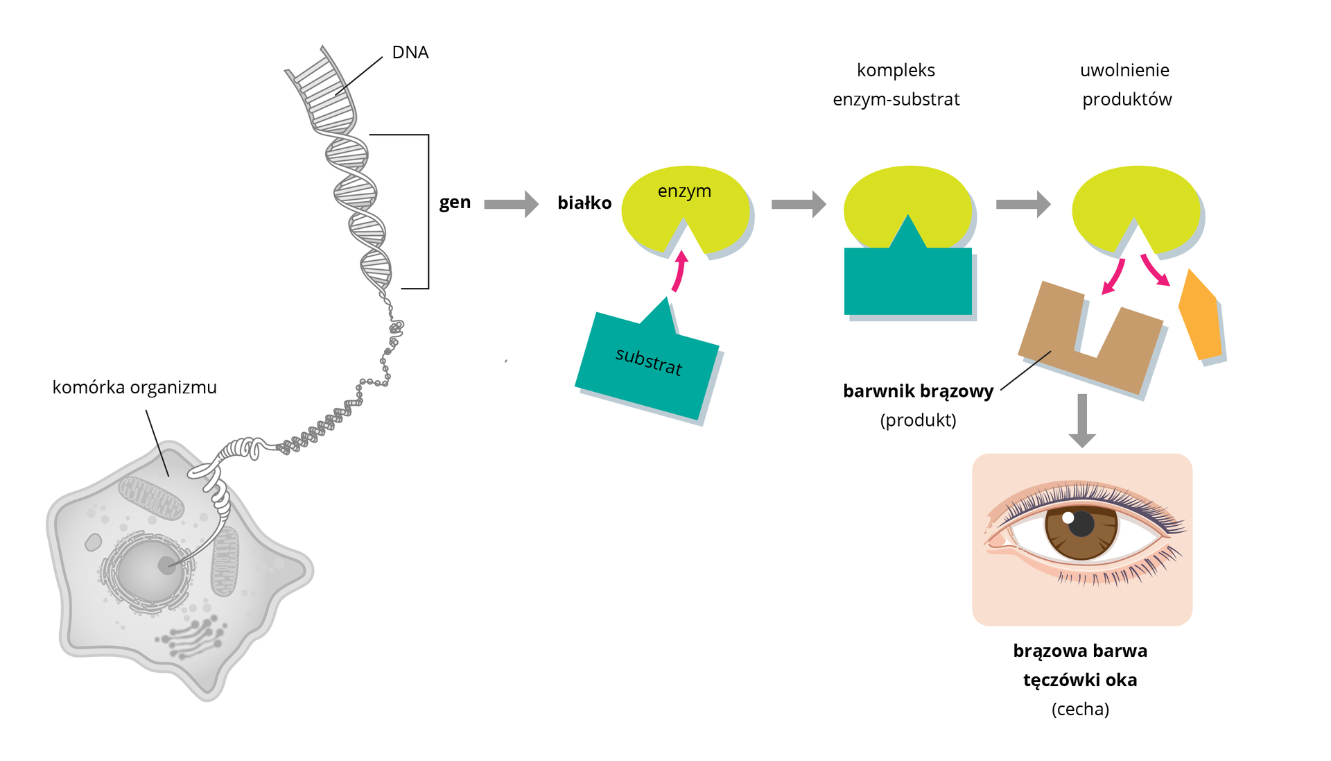 Ilustracja schematycznie przedstawia związek między DNA a barwą tęczówki. Na DNA zaznaczono gen, który koduje białko będące enzymem potrzebnym do wytworzenia melaniny. Enzym przyłącza substrat. Powstaje produkt, którym jest melanina warunkująca brązową barwę oka.