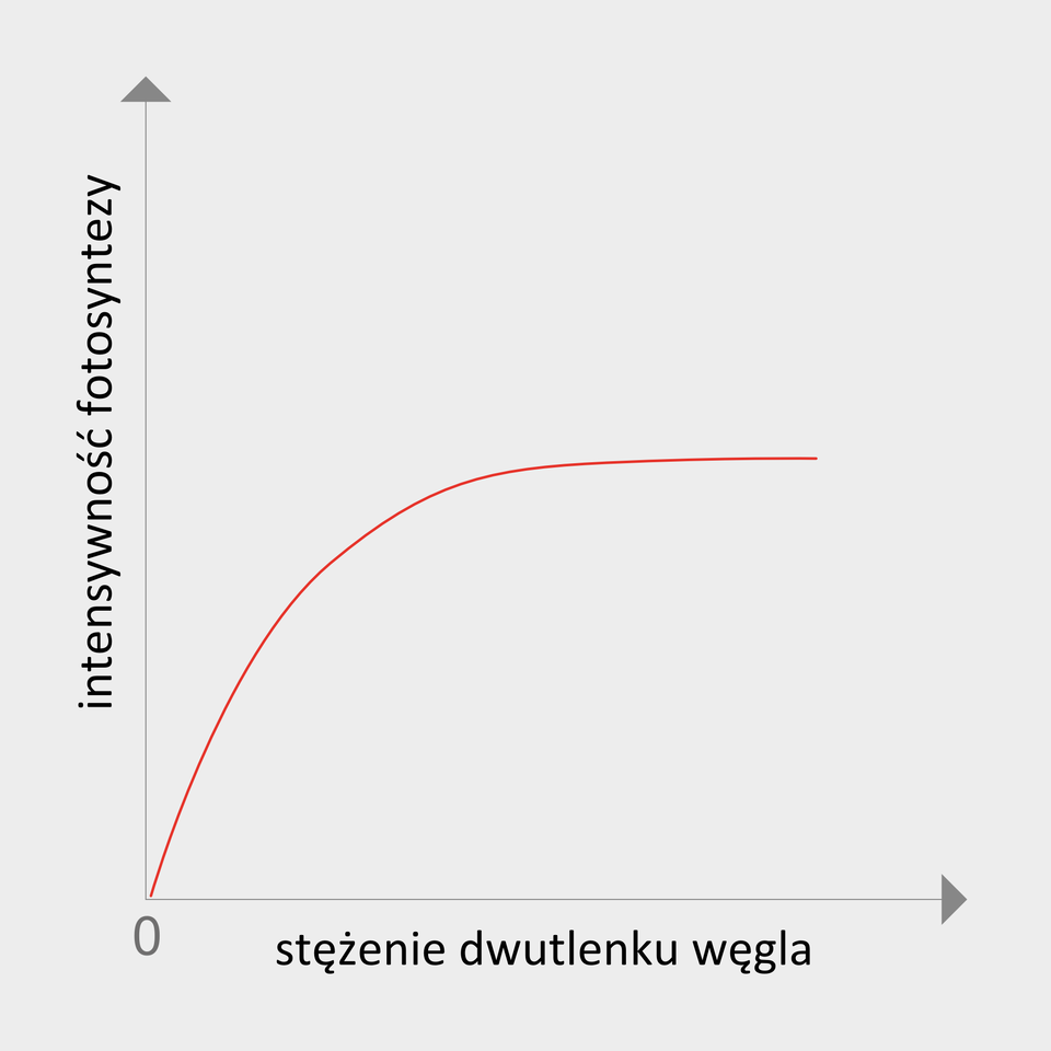 Ilustracja przedstawia wykres, na którym oś X podpisano jako stężenie dwutlenku węgla, a oś Y jako intensywność fotosyntezy. Czerwona linia wznosi się od zera do pewnego poziomu, wskazując tempo przebiegu fotosyntezy.