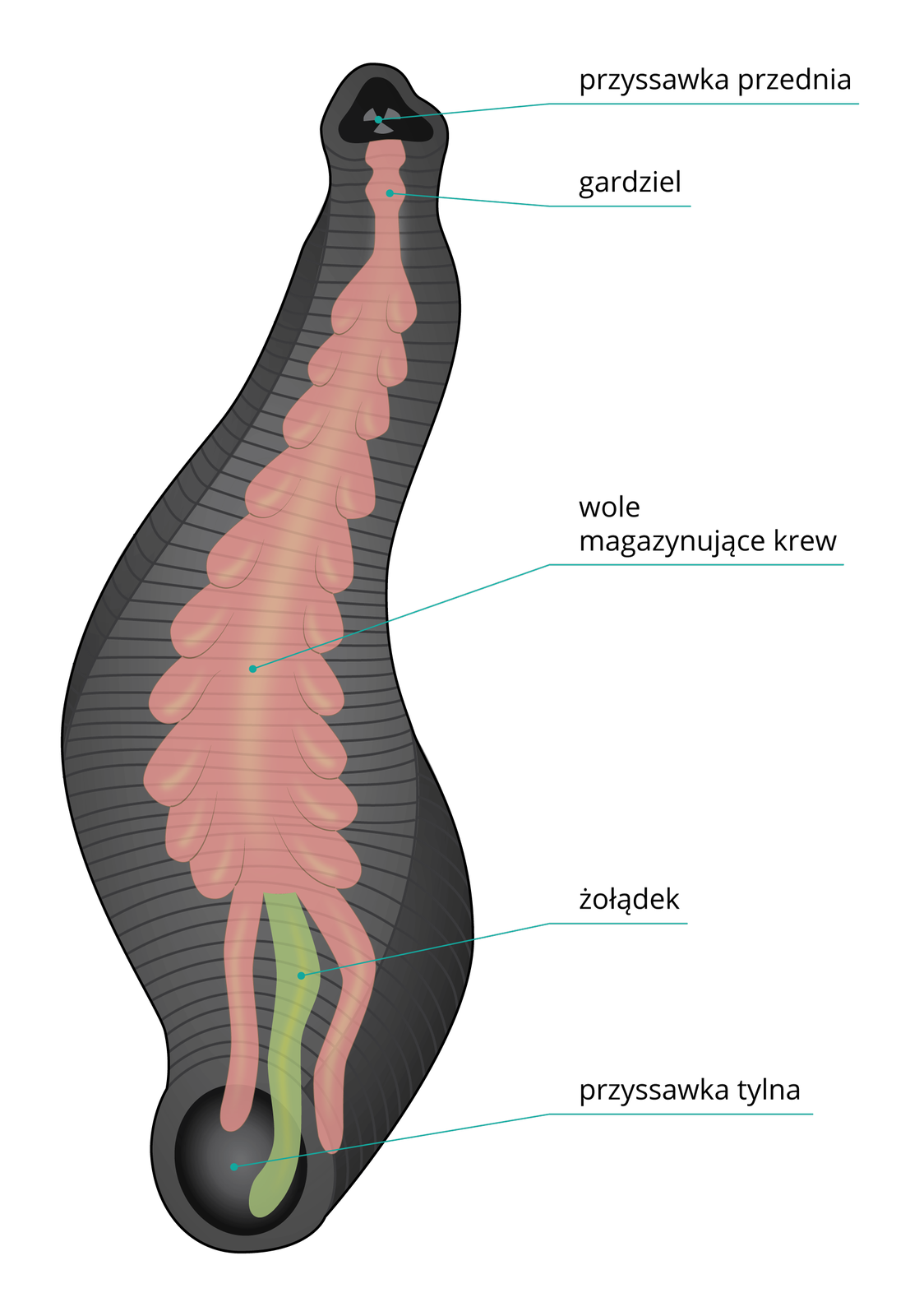 Ilustracja przedstawia schemat budowy pijawki lekarskiej. W sylwetkę szarego, grubego ciała pierścienicy wrysowano układ pokarmowy w kolorach: różowym i zielonym. Części ciała są opisane z boku.