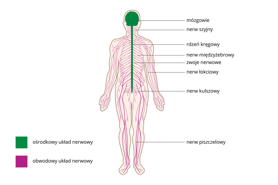 Ilustracja przedstawia sylwetkę człowieka z wrysowanym układem nerwowym, kolorem zielonym oznaczono ośrodkowy układ nerwowy, kolorem różowym obwodowy układ nerwowy. Niektóre nerwy obwodowe zostały podpisane z prawej. Od góry pod mózgowiem: szyjny, międzyżebrowy, łokciowy, kulszowy, piszczelowy.