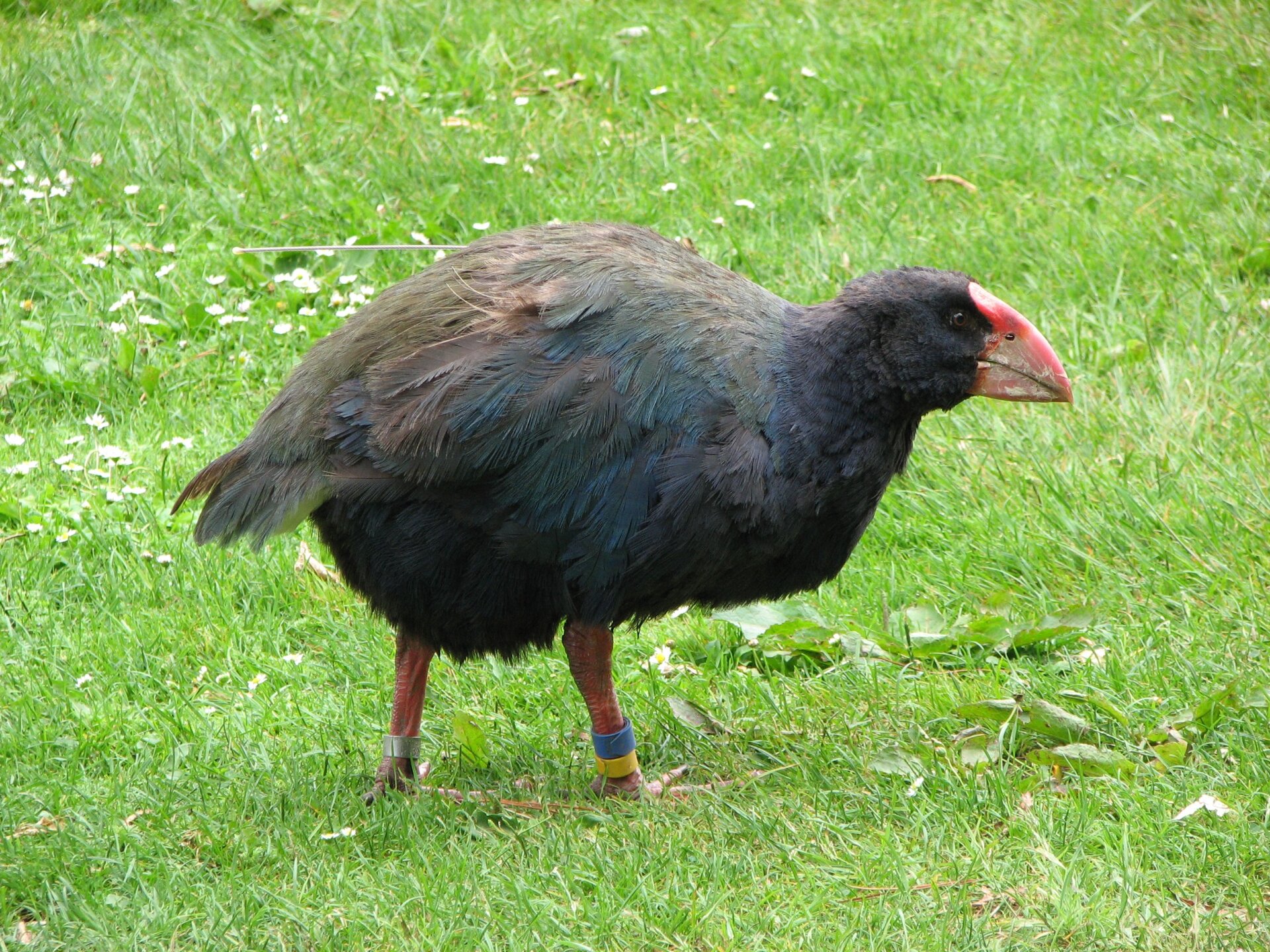Fotografia przedstawia ciemno brązowego ptaka z dużym czerwonym dziobem. Stoi na trawie. Na jego nóżkach znajdują się kolorowe obrączki. To takahe, endemit z Nowej Zelandii.