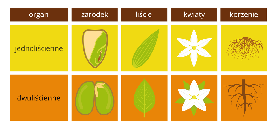 Ilustracja przedstawia porównanie cech roślin jednoliściennych (żółte prostokąty) i dwuliściennych (pomarańczowe prostokąty) w formie tabeli. U góry w brązowych prostokątach wypisano porównywane organy. W żółtych i pomarańczowych kolumnach znajdują się rysunki organów roślin.