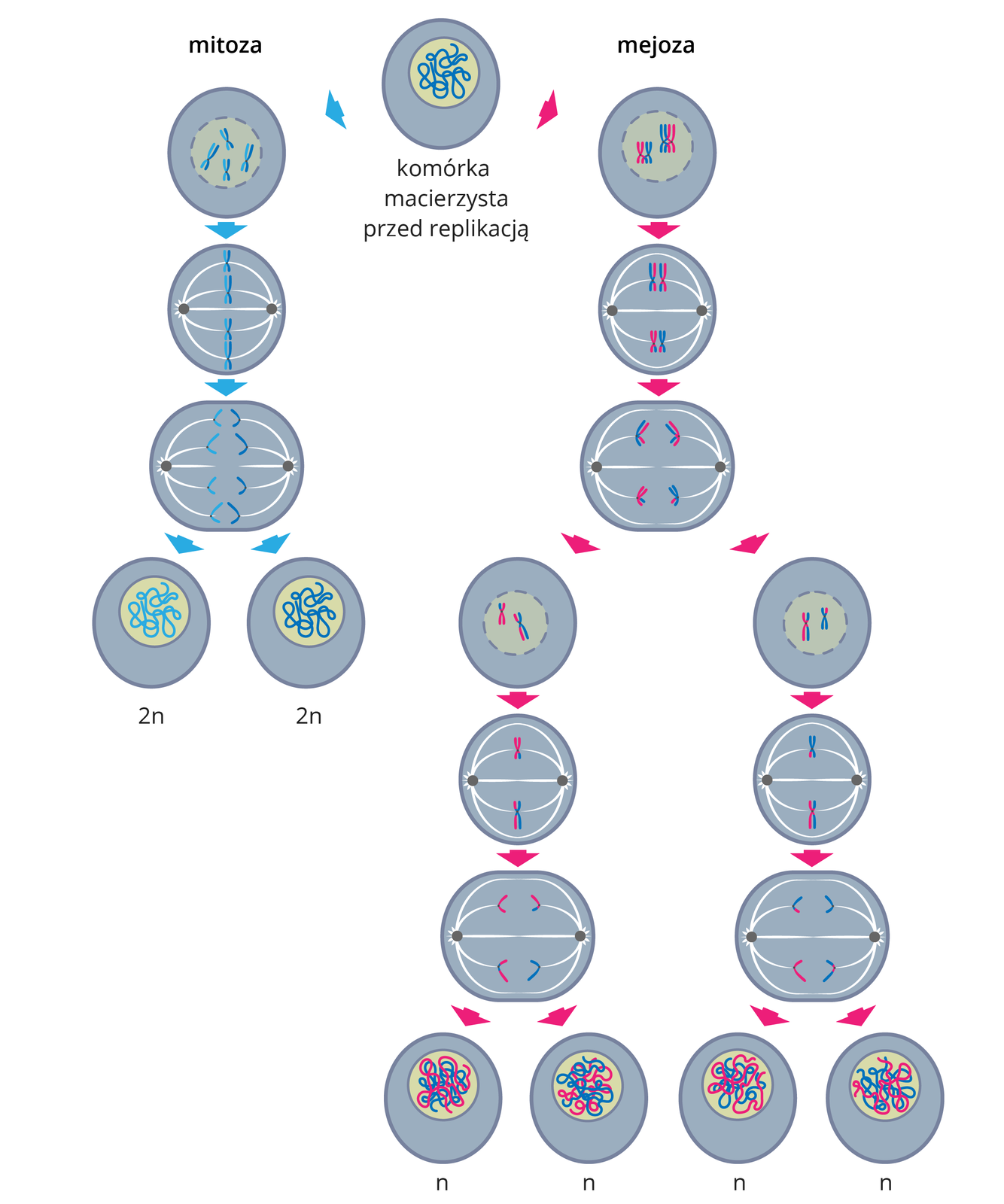 Ilustracja przedstawia schematycznie porównanie podziału komórki w procesie mitozy i mejozy. U góry jedna szara komórka macierzysta 2n chromosomów. Z lewej 3 rysunki w pionie, komórka dzieli się mitotycznie. Na końcu dwie komórki potomne, każda z 2n chromosomów. Z prawej dwa podziały mejotyczne. Pierwszy podział to 3 rysunki w pionie, daje 2 komórki, każda z połową liczby chromosomów. Następny podział każda z komórek dzieli się jak w mitozie. Na końcu 4 komórki potomne, każda z 1n chromosomów.
