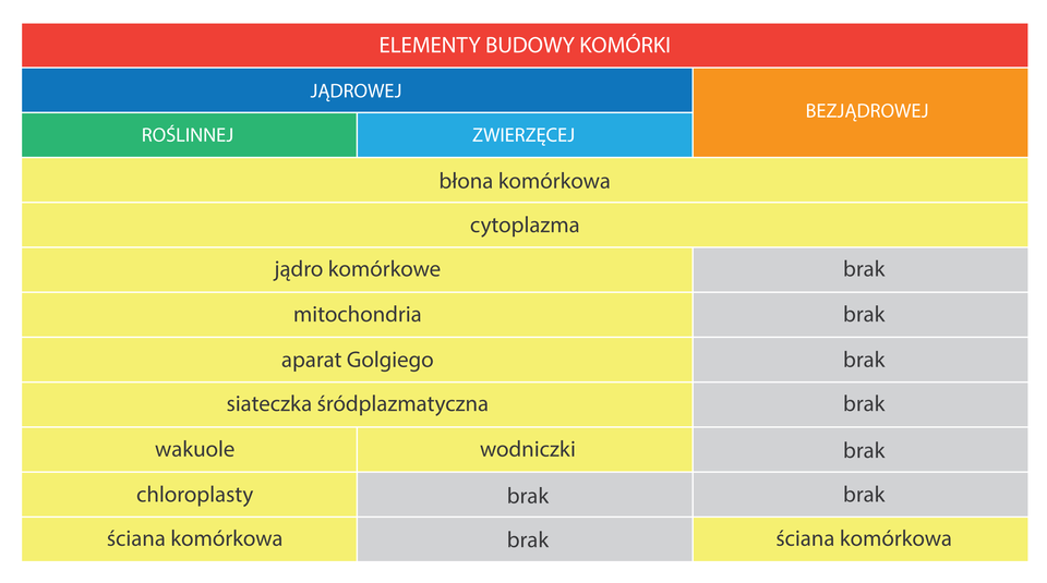 Ilustracja przedstawia tabelę, w której porównano budowę komórek roślinnych, zwięrzecych, bakteryjnych.