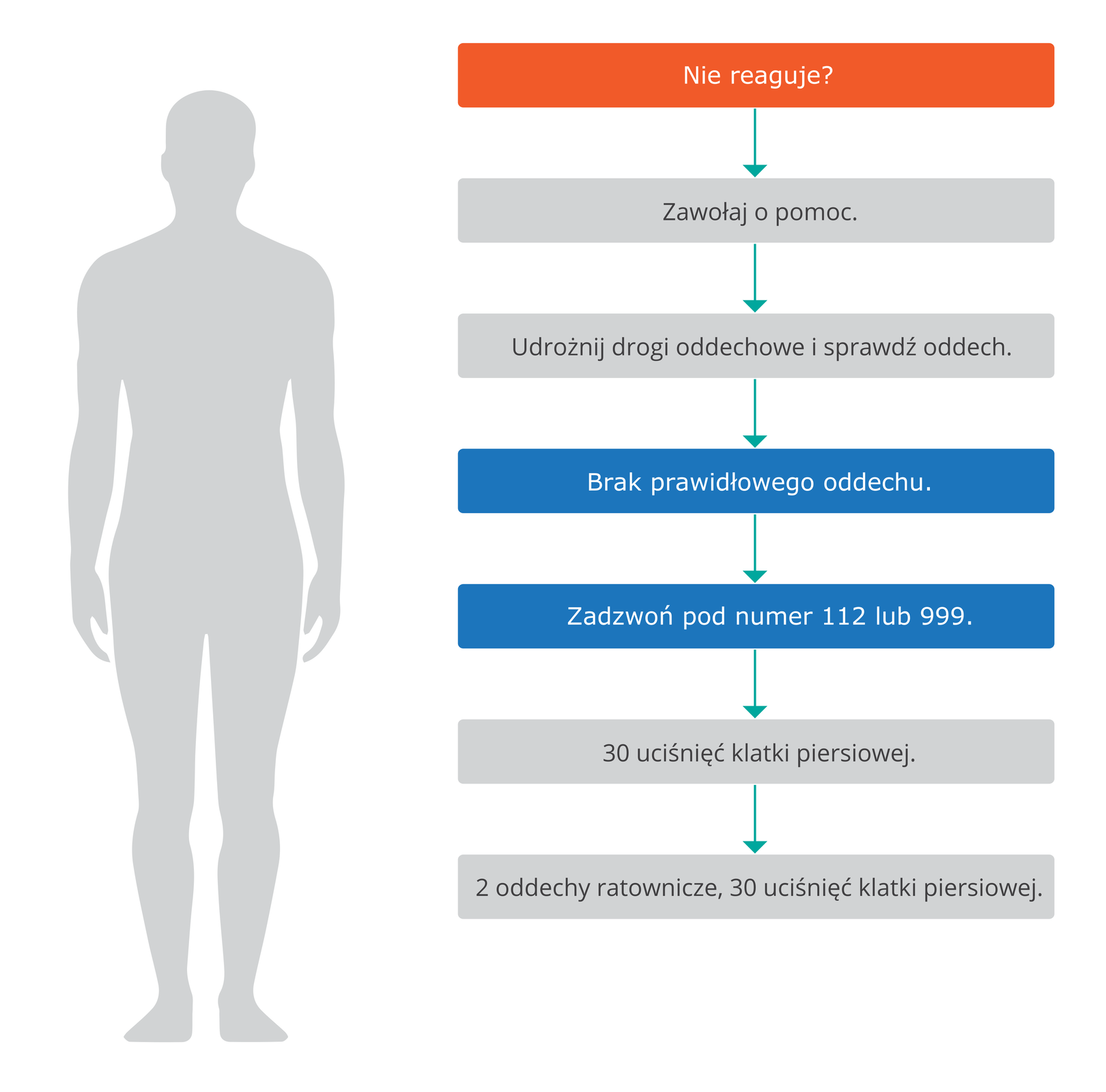 Ilustracja przedstawia diagram algorytmu resuscytacji. Lewą część diagramu zajmuje szary kontur dorosłego człowieka w pozycji stojącej z rękami wzdłuż tułowia. Schemat po prawej składa się z siedmiu poziomych prostokątów ułożonych w pionowej kolumnie i połączonych strzałkami skierowanymi w dół. Pierwsze pole od góry, pomarańczowe tło, napis Nie reaguje? Drugie pole, szare tło, napis Zawołaj o pomoc. Trzecie pole, również szare tło, napis Udrożnij drogi oddechowe i sprawdź oddech. Czwarte pole, niebieskie tło, napis Brak prawidłowego oddechu. Piąte pole, również niebieskie tło, napis Zadzwoń pod numer 112 lub 999. Szóste pole, szare tło, napis 30 uciśnięć klatki piersiowej. Siódme pole, szare tło, napis 2 oddechy ratownicze, 30 uciśnięć klatki piersiowej.