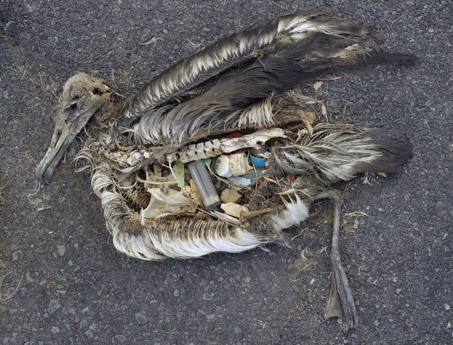 Na zdjęciu martwy albatros. Szkielet, resztki piór, w brzuchu plastikowe śmieci: zakrętki buteleczki, kawałki plastiku.