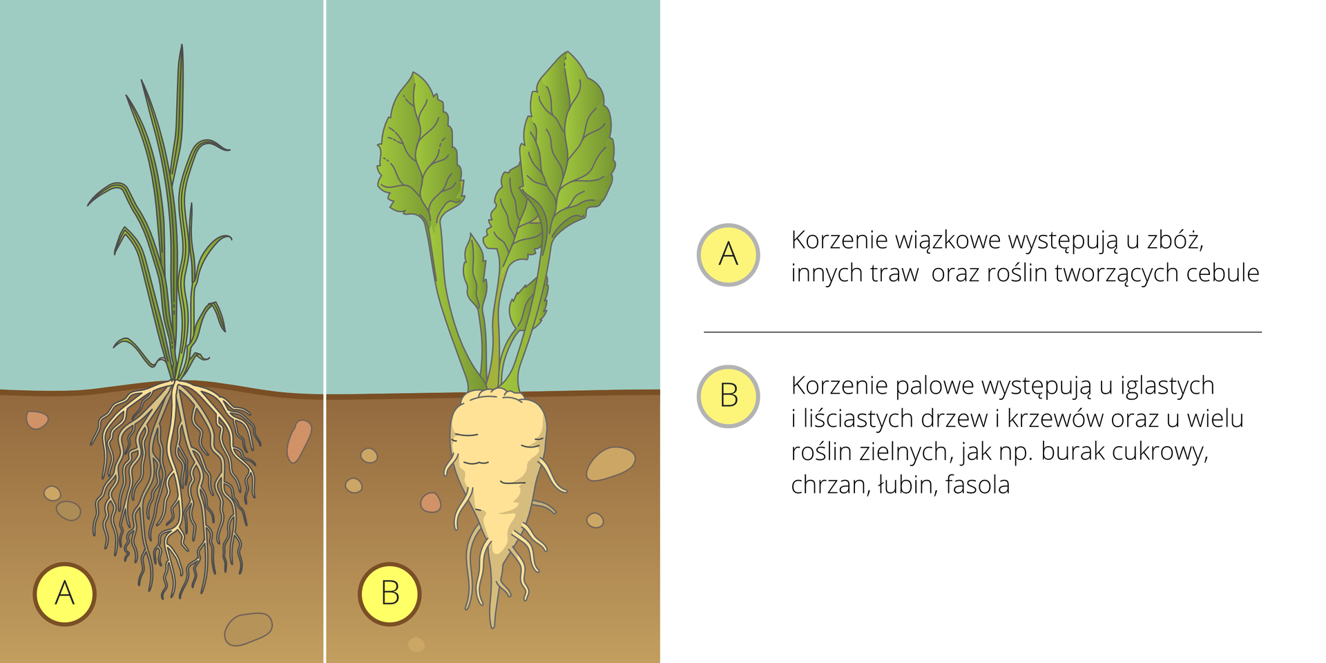 Ilustracja przedstawia dwie rośliny obok siebie na tle, symbolizującym atmosferę i glebę. Pierwsza z lewej ma długie, wąskie ciemnozielone liście i wiązkę białych korzeni, oznaczoną literą A. Druga ma duże, jajowate, jasnozielone liście i gruby, biały korzeń, oznaczony literą B. Obok znajdują się opisy korzeni.