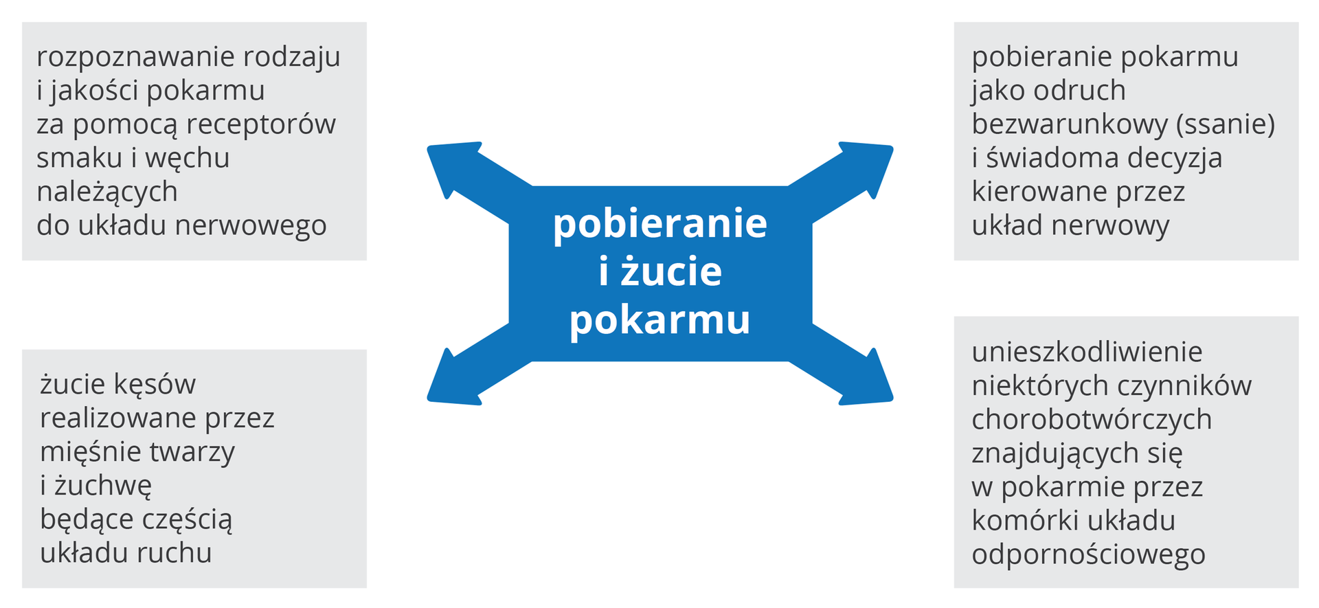 Schemat blokowy. W środku zapis pobieranie i żucie pokarmu, od którego odchodzą 4 strzałki. Na kolejnych kaflach wymieniono układy takie jak nerwowy, mięśniowy i odpornościowy.