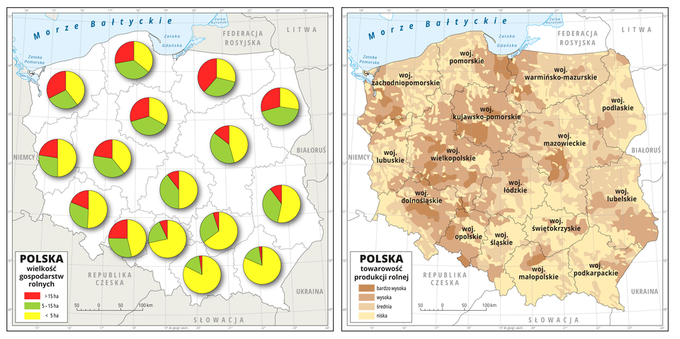 Ilustracja przedstawia dwie mapy Polski z podziałem na województwa. Na pierwszej diagramami kołowymi przedstawiono wielkość gospodarstw rolnych w poszczególnych województwach. W północno-zachodniej części kraju gospodarstwa duże – powyżej piętnastu hektarów, średnie – od pięciu do piętnastu hektarów i małe – poniżej pięciu hektarów – występują w podobnych ilościach. Na wchodzie i południu przeważają gospodarstwa małe – poniżej pięciu hektarów. Na drugiej mapie pokazany jest stopień towarowości rolnictwa. Największa towarowość jest w pasie od Żuław, poprzez Kujawy i Wielkopolskę po Dolny Śląsk i Śląsk Opolski, oraz w zachodniej części województwa zachodniopomorskiego i w centralnej części Mazowsza. Niska towarowość przeważa w Małopolsce