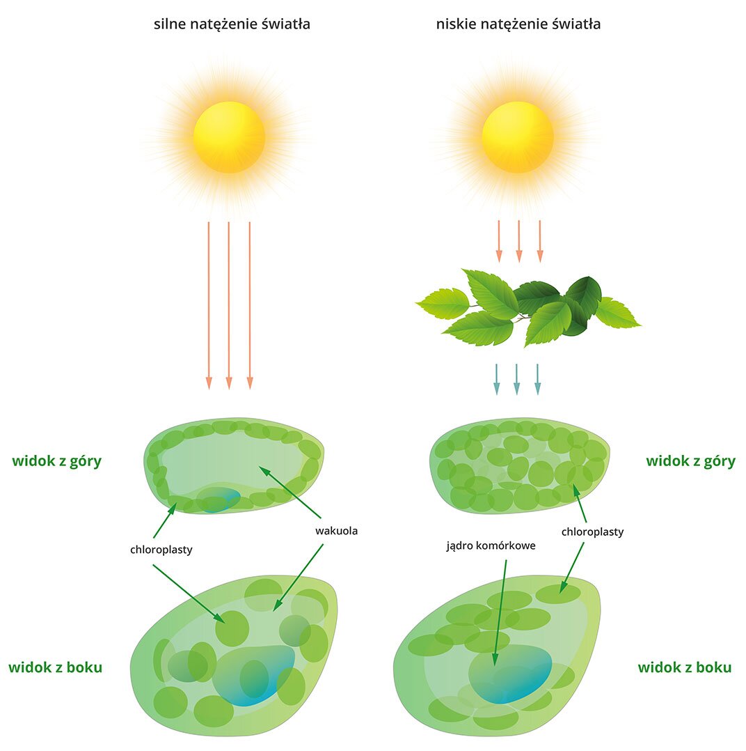 Rysunek ukazujący umiejscowienie chloroplastów w komórce rośliny w zależności od natężenia światła. Przy silnym natężeniu światła chloroplasty otaczają wakuolę w komórce. Przy niskim natężeniu światła chloroplasty układają się w płaszczyźnie nad i pod wakuolą. 