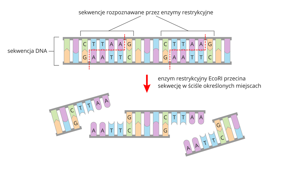 Ilustracja przestawia przy pomocy kolorowych klocków schemat działania enzymów restrykcyjnych. Klocki symbolizują cząsteczkę DNA. Strzałka w dół wskazuje, że enzymy rozcinają nici DNA w określonych miejscach. Powstały trzy fragmenty nici.