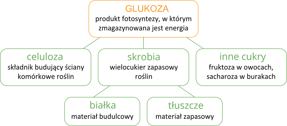 Ilustracja przedstawia schemat przemiany glukozy w związki organiczne w postaci prostokątów. Duży pomarańczowy prostokąt oznacza glukozę, czyli produkt fotosyntezy. Od niego linie w dół prowadzą do trzech zielonych prostokątów. Oznaczają one związki, powstające z glukozy: celulozę, skrobię i inne cukry. Od prostokąta z nazwą skrobi w dół prowadzą dwie linie do kolejnych zielonych prostokątów. Oznacza to, że ze skrobi powstają białka i tłuszcze.