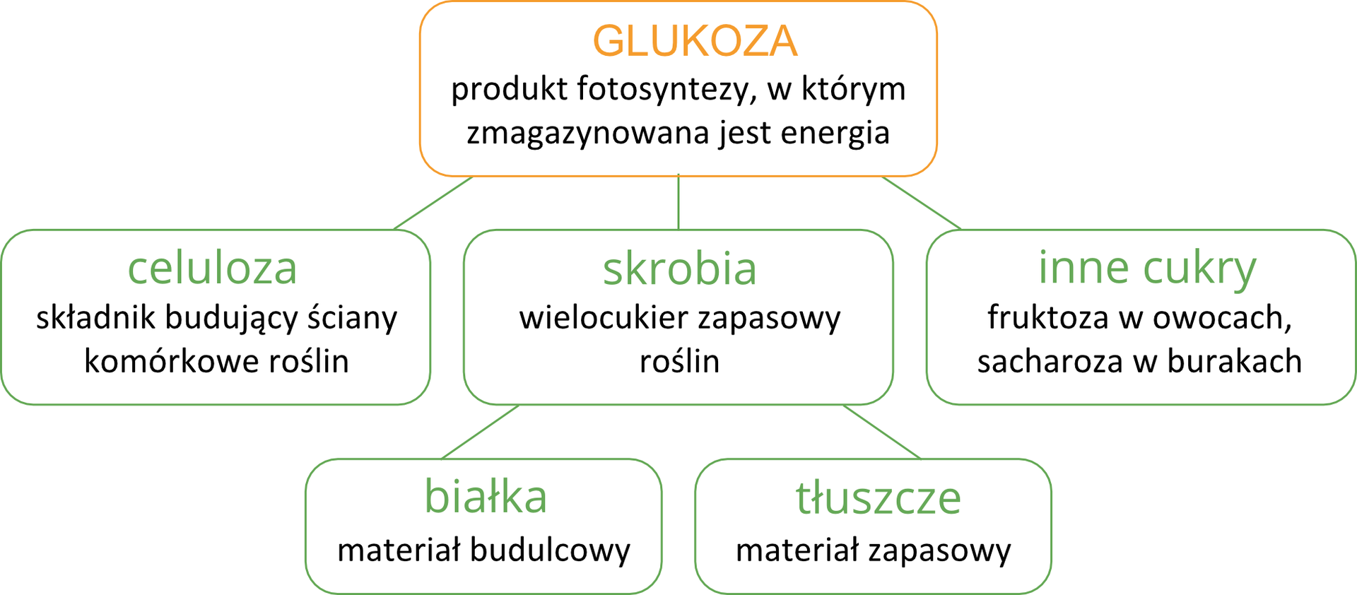 Ilustracja przedstawia schemat przemiany glukozy w związki organiczne w postaci prostokątów. Duży pomarańczowy prostokąt oznacza glukozę, czyli produkt fotosyntezy. Od niego linie w dół prowadzą do trzech zielonych prostokątów. Oznaczają one związki, powstające z glukozy: celulozę, skrobię i inne cukry. Od prostokąta z nazwą skrobi w dół prowadzą dwie linie do kolejnych zielonych prostokątów. Oznacza to, że ze skrobi powstają białka i tłuszcze.