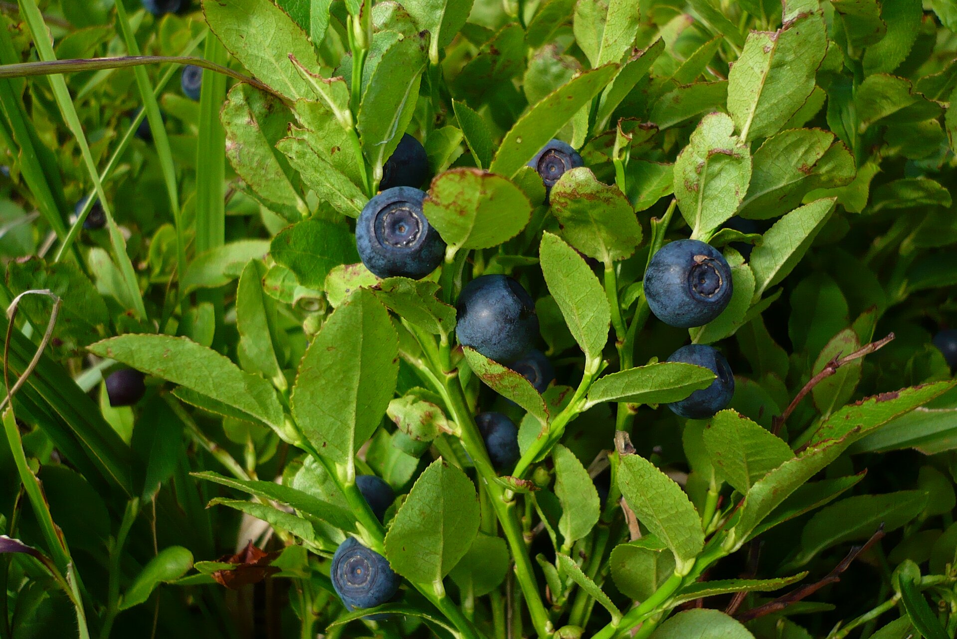 Kwas benzoesowy (E 210) to chemiczny konserwant. Substancja ta występuje w przyrodzie, np. w czarnych jagodach (borówka czarna), borówkach brusznicach, malinach oraz żurawinie.