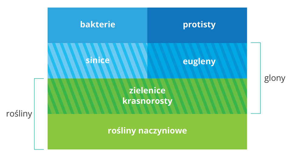 Ilustracja przedstawia schematycznie podział organizmów takich jak rośliny, zielenice, glony, protisty, bakterie.