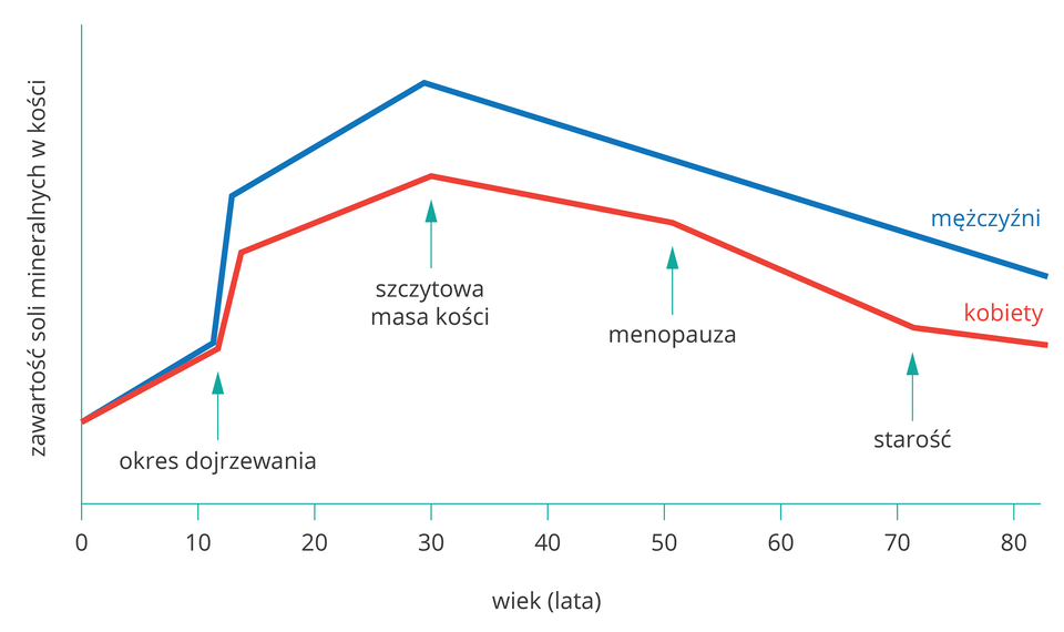 Wykres liniowy przedstawia zmiany zawartości soli mineralnych w kościach człowieka w zależności od wieku. Oś X wyskalowano w latach, oś Y bez skali, podpisana: zawartość soli mineralnych w kości. Błękitna linia oznacza mężczyzn, czerwona kobiety. Turkusowe strzałki w górę wskazują od lewej: okres dojrzewania, szczytową masę kości, menopauzę, starość.
