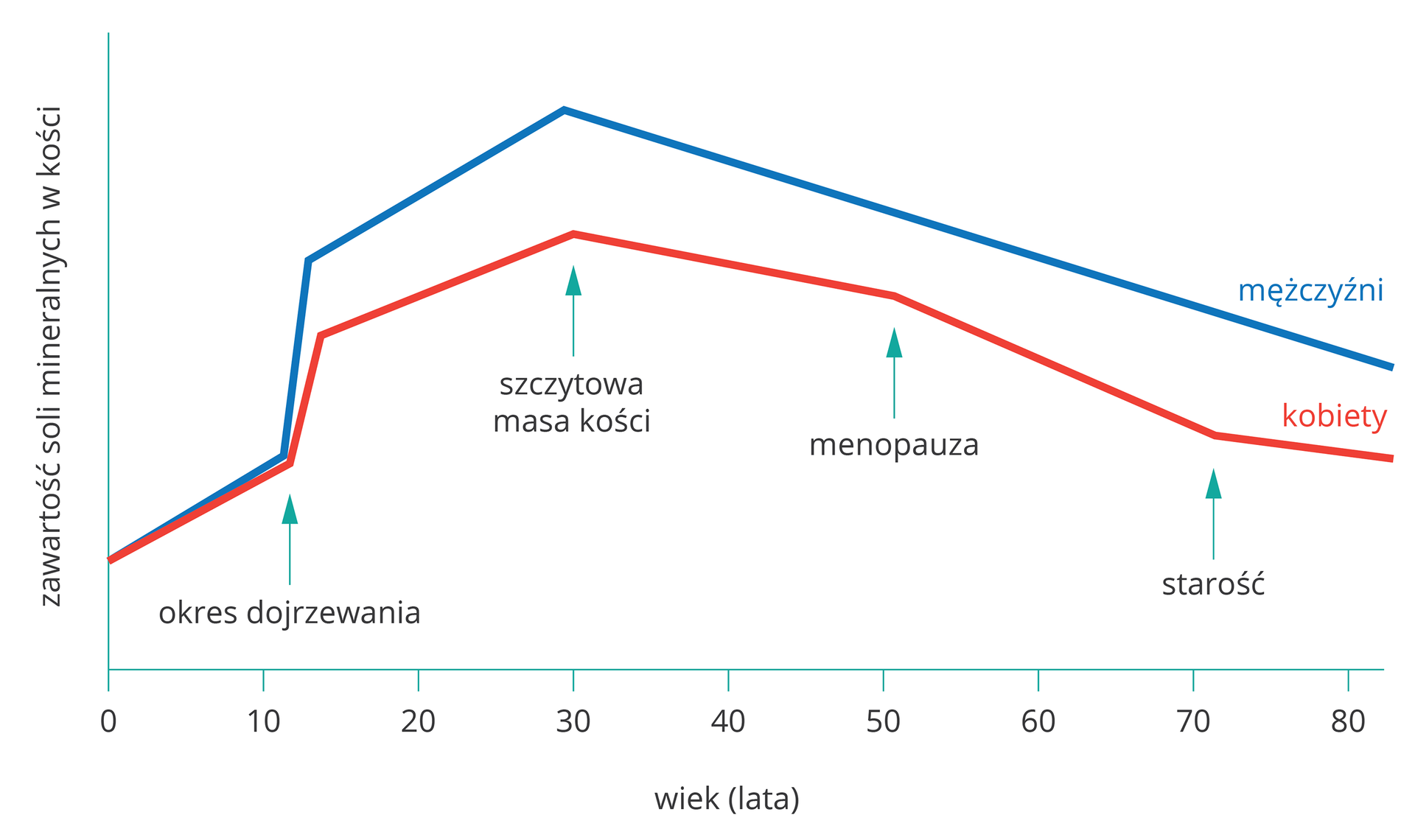Wykres liniowy przedstawia zmiany zawartości soli mineralnych w kościach człowieka w zależności od wieku. Oś X wyskalowano w latach, oś Y bez skali, podpisana: zawartość soli mineralnych w kości. Błękitna linia oznacza mężczyzn, czerwona kobiety. Turkusowe strzałki w górę wskazują od lewej: okres dojrzewania, szczytową masę kości, menopauzę, starość.
