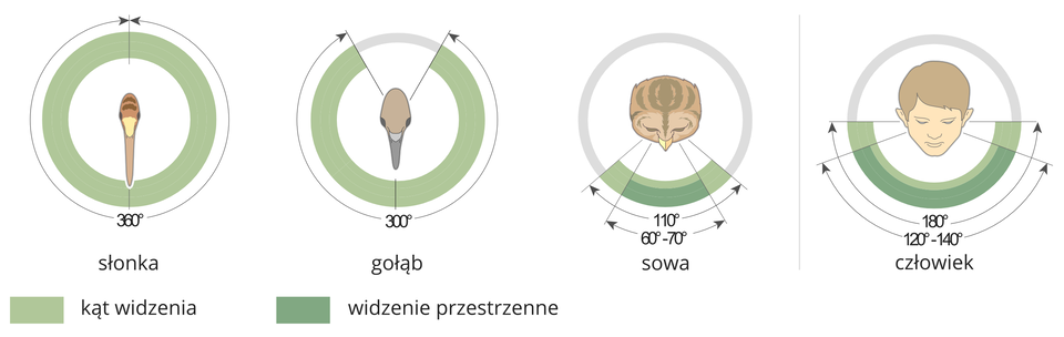 Ilustracja przedstawia cztery schematyczne rysunki w formie okręgów. W centrum trzech znajduje się głowa ptaka, w czwartym głowa człowieka. Szarozielony pierścień oznacza kąt widzenia, na nim zielony ukazuje zakres widzenia przestrzennego. Pierwszy rysunek przedstawia słonkę o wąskiej, beżowo – brązowej głowie z długim dziobem w dół. Jej kąt widzenia to pełne koło, 360 stopni. Brak widzenia przestrzennego. Drugi rysunek przedstawia beżową głowę gołębia, szary dziób w dół. Jego kąt widzenia to 300 stopni, również brak widzenia przestrzennego. Trzeci rysunek przedstawia głowę sowy, beżowo – brązowo – szarą. Jej kat widzenia jest niewielki, 110 stopni, ale w tym 60 – 70 stopni widzenia przestrzennego. U człowieka kąt widzenia to pół koła, 180 stopni, w tym od stu dwudziestu do stu czterdziestu stopni widzenia przestrzennego.
