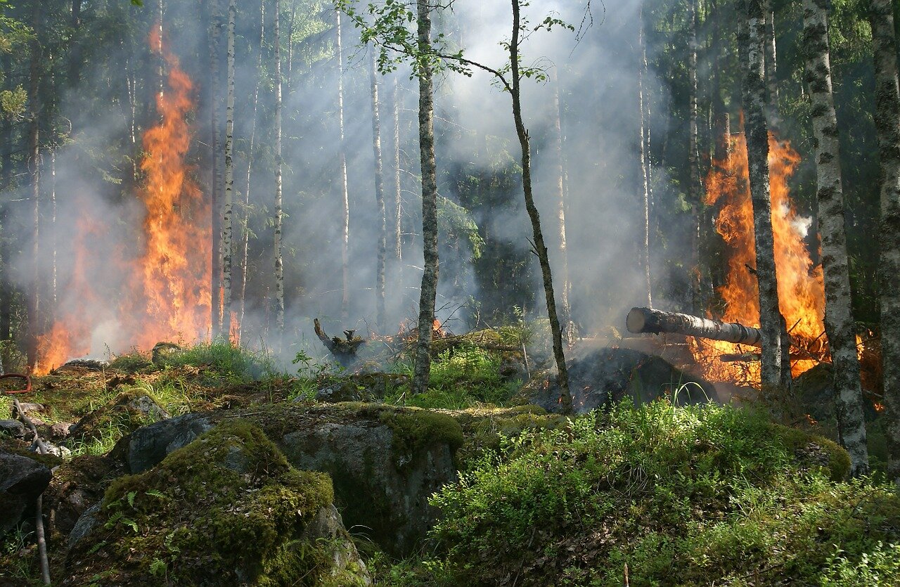 Fotografia barwna przedstawiająca ogniska pożarowe w lesie. Płonące drzewa i porośnięte mchem skały.