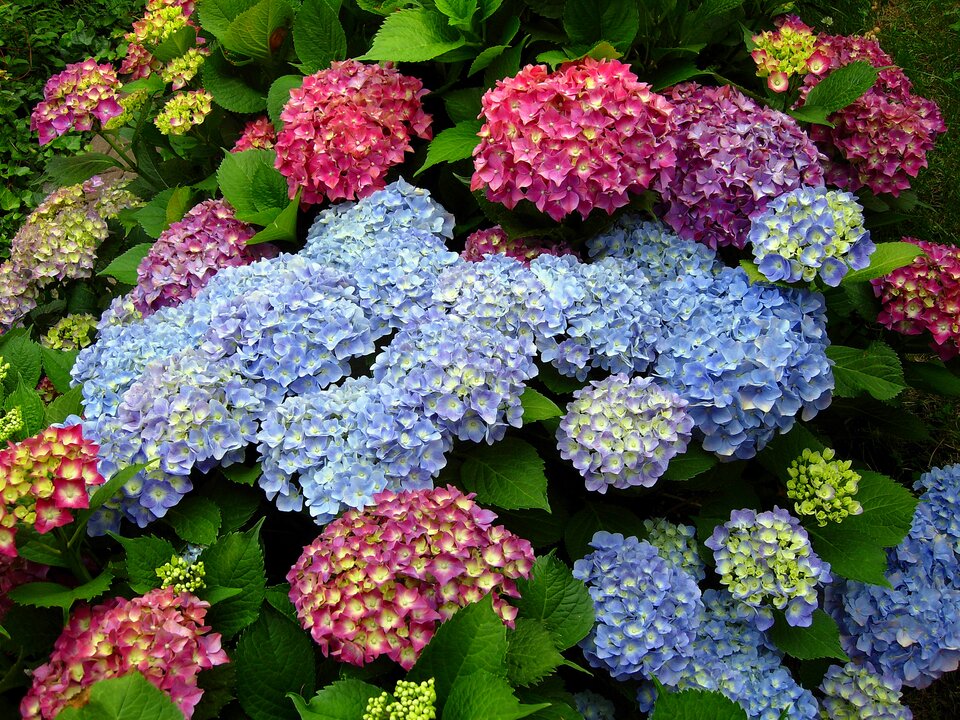 Hortensje