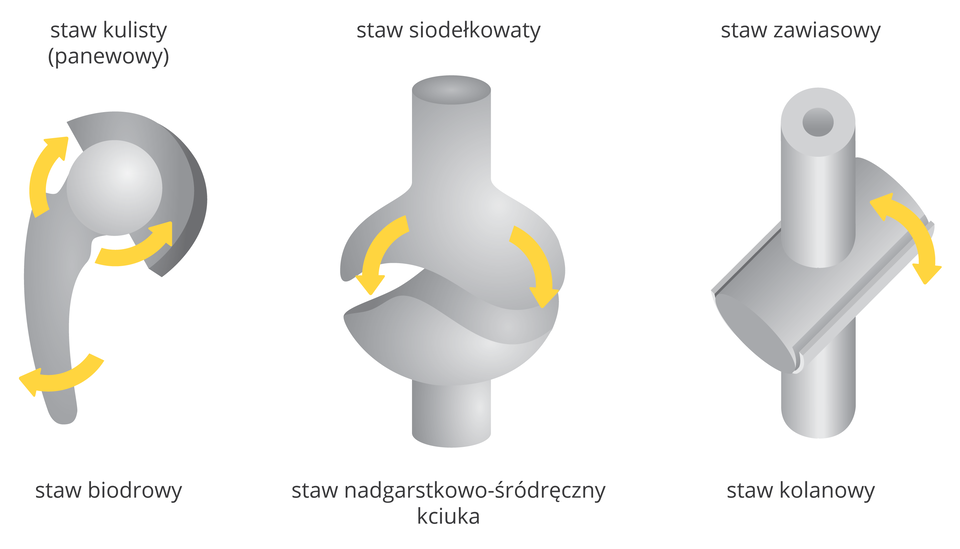 Ilustracja przedstawia schematycznie trzy rodzaje stawów. Kości w kolorze szarym, żółte strzałki wskazują możliwość ruchu. Od lewej: staw kulisty, inaczej panewkowy, tu: staw biodrowy. W środku staw siodełkowaty, tu: nadgarstkowo – śródręczny. Z prawej staw zawiasowy, tu: kolanowy.
