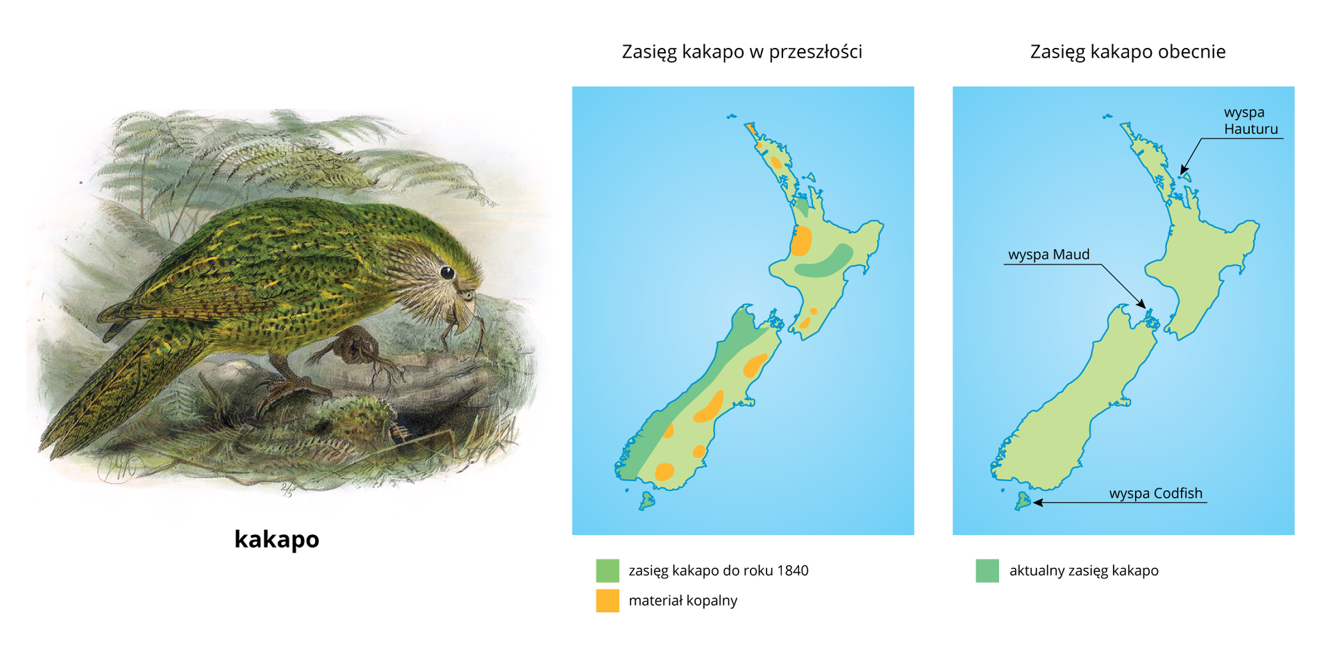 ZIlustracja przedstawia rysunek zielonego ptaka i dwie mapki. Ptak to papuga kakapo, przedstawiona na ziemi, z korzonkami roślin w dziobie i w łapie. Mapa w środku przedstawia rozmieszczenie kakapo na początku dziewiętnastego wieku. Mapa po prawej ilustruje aktualny zasięg gatunku, ograniczony do trzech małych wysepek.
