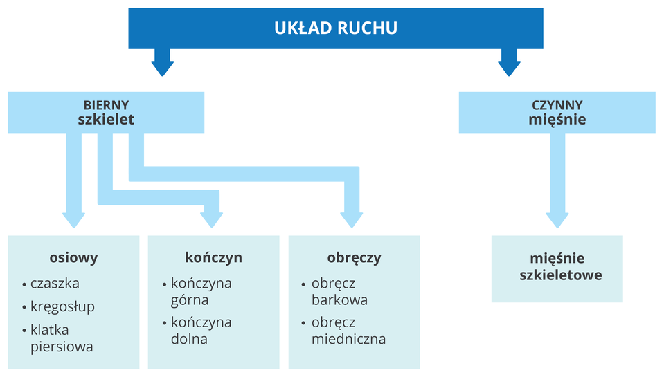 Schemat blokowy przedstawia podział układu ruchu. Napis w szafirowym prostokącie u góry: układ ruchu. Od niego w dół dwie strzałki do błękitnych bloków. Z lewej napis: bierny, szkielet. Od niego strzałki do części: osiowy (czaszka, kręgosłup, klatka piersiowa), kończyn (górna, dolna) i obręczy (barkowa, miednicowa). Z prawej napis: czynny, mięśnie. Od niego strzałka: mięśnie szkieletowe.