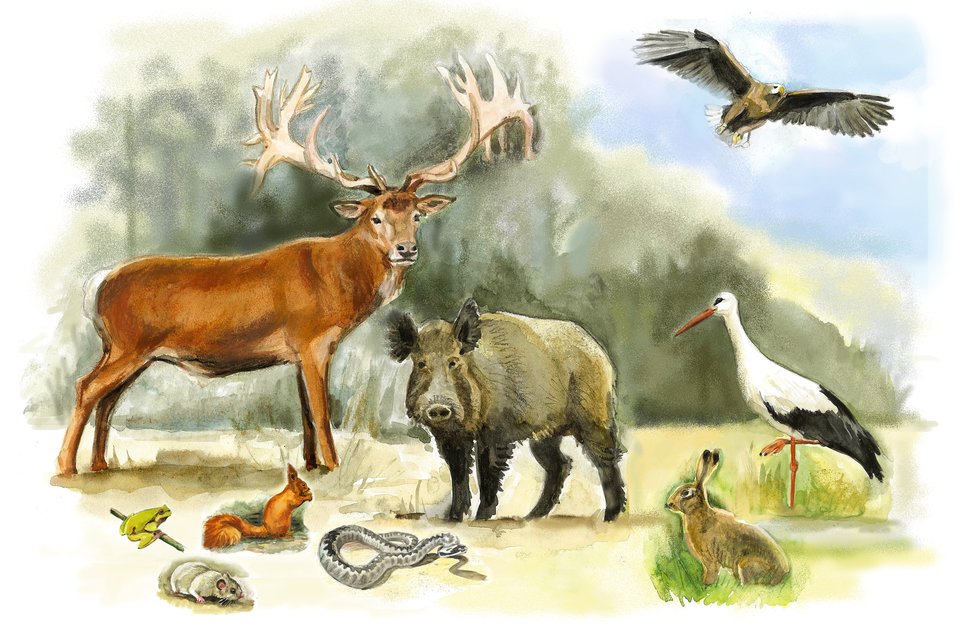 Ilustracja przedstawiająca zwierzęta