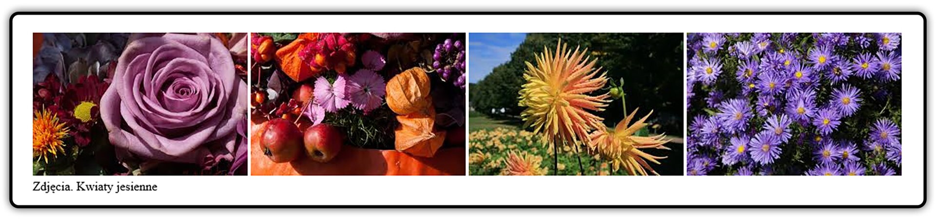 Fotografie przedstawiające kwiaty polskie