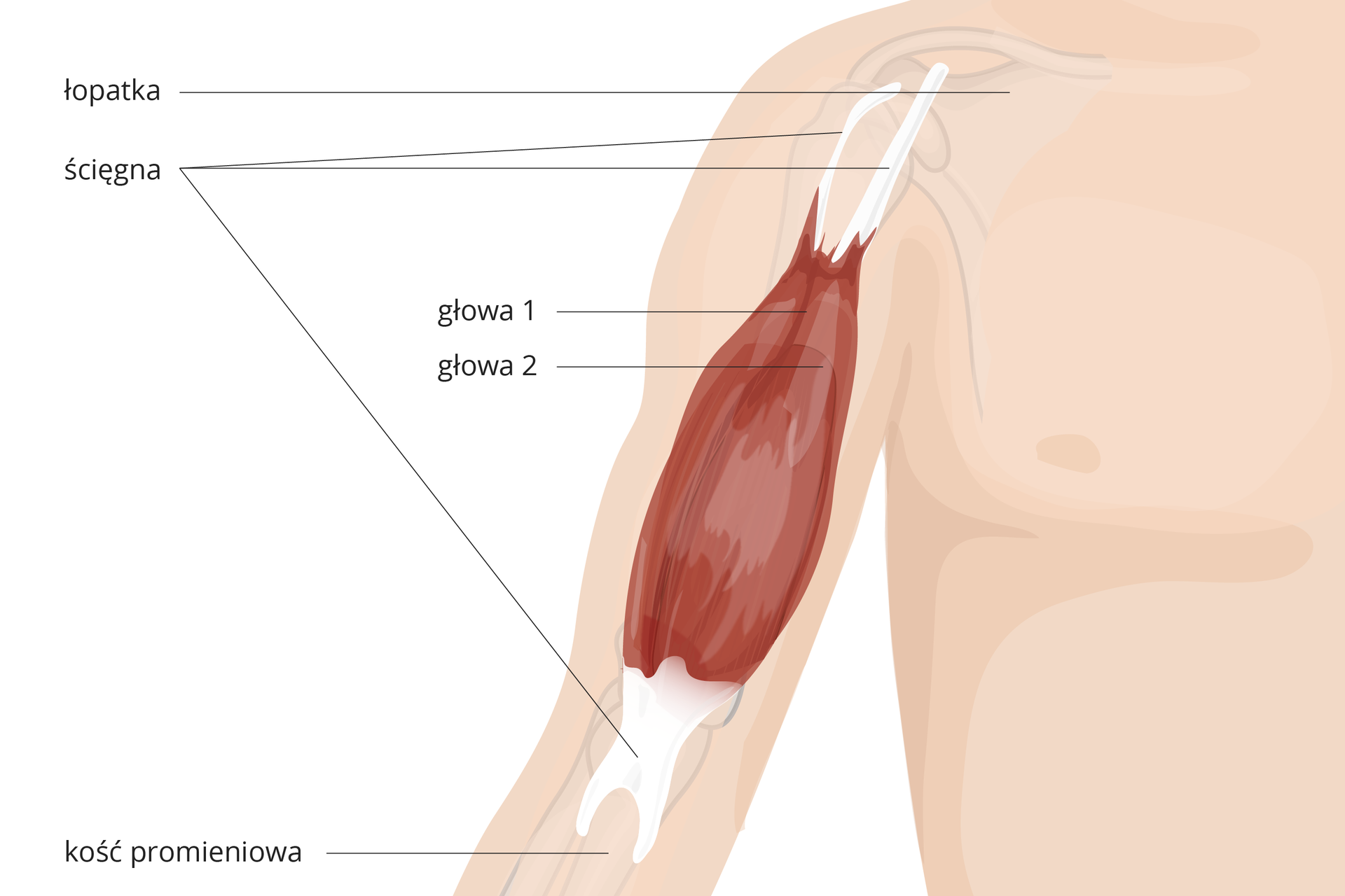 Ilustracja przedstawia różowy fragment sylwetki człowieka. W nim wrysowano i podpisano liliowe kości: łopatkę i kość promieniową. Czerwony owal przestawia mięsień dwugłowy ramienia z podpisanymi głowami: 1 i 2. Na biało zaznaczono ścięgna, łączące mięsień z kośćmi.